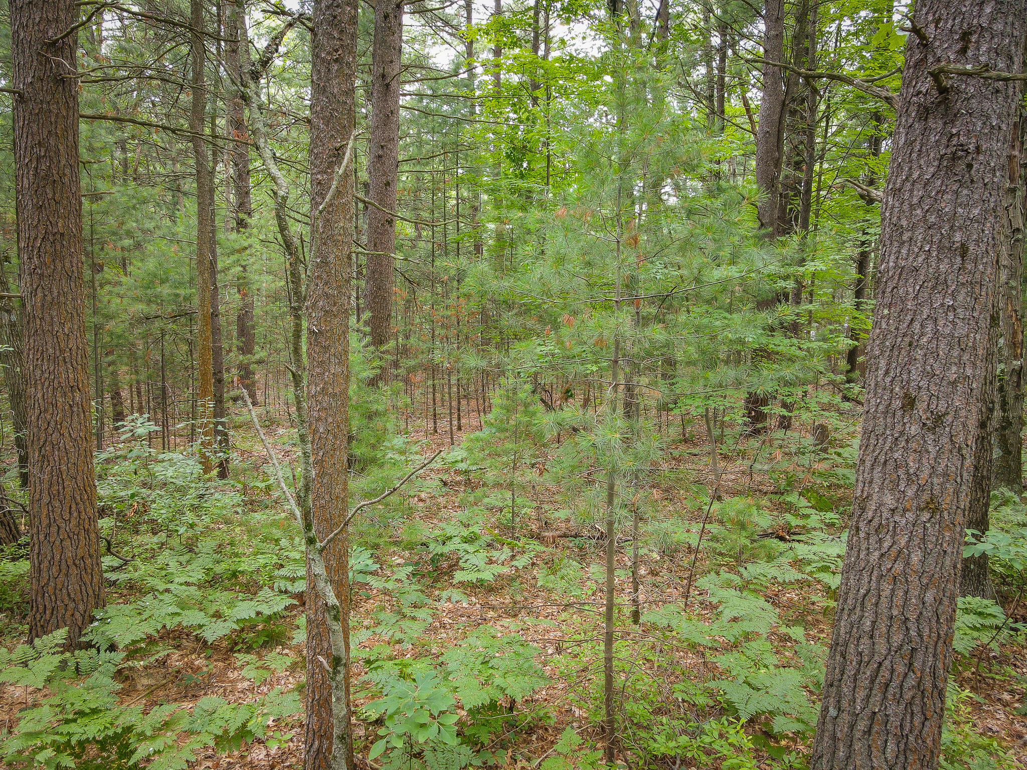 V/L W Holton Whitehall Road