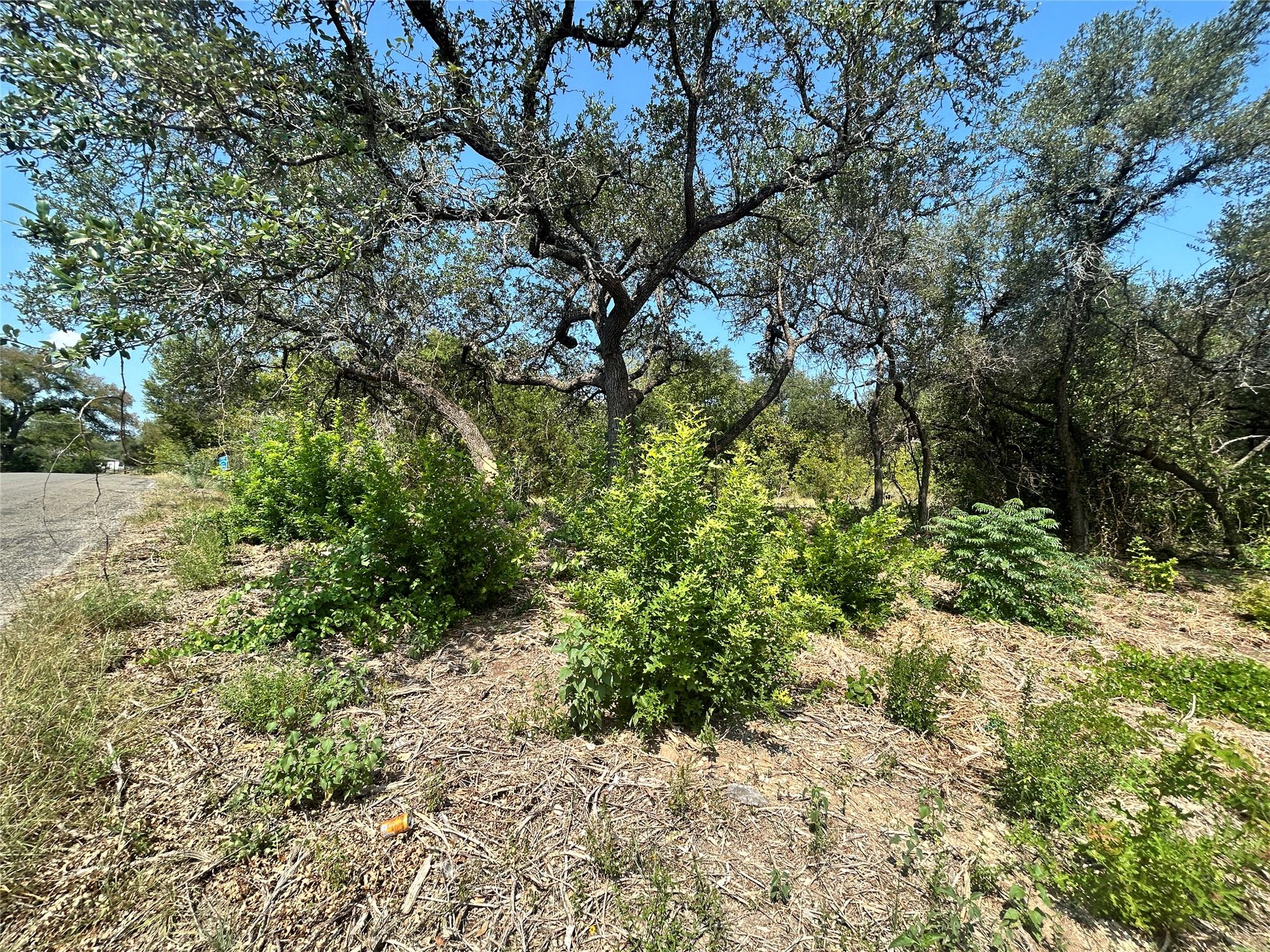 Wooded lot with mature trees and dense shrubs beside a paved road.