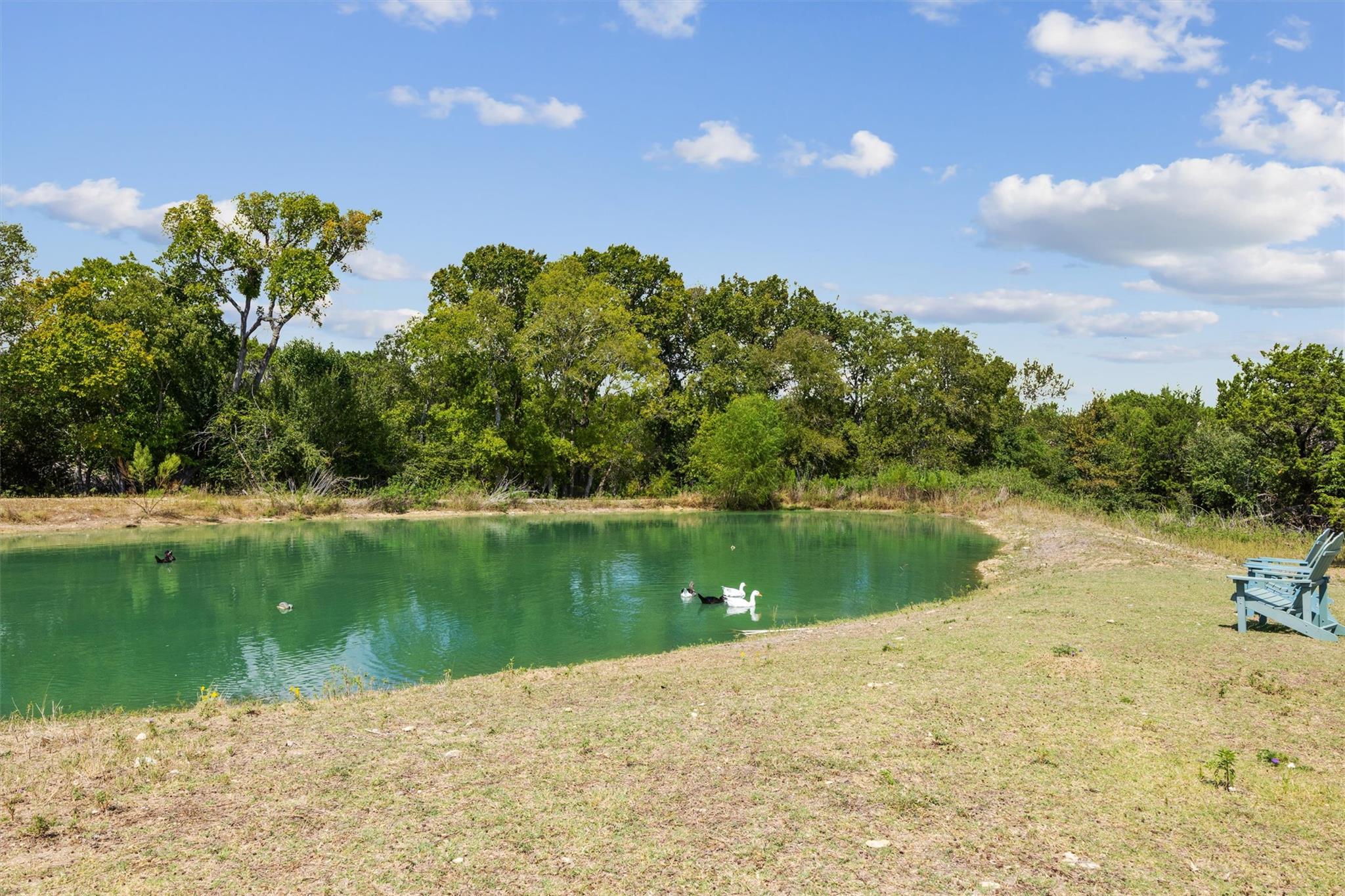 Property pond with ducks in the water and Adirondack chairs on the grassy shore.