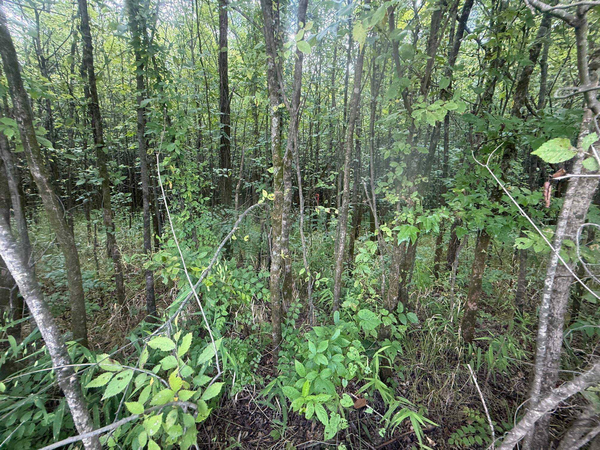 TRACT 2 COFFEE LANDING RD