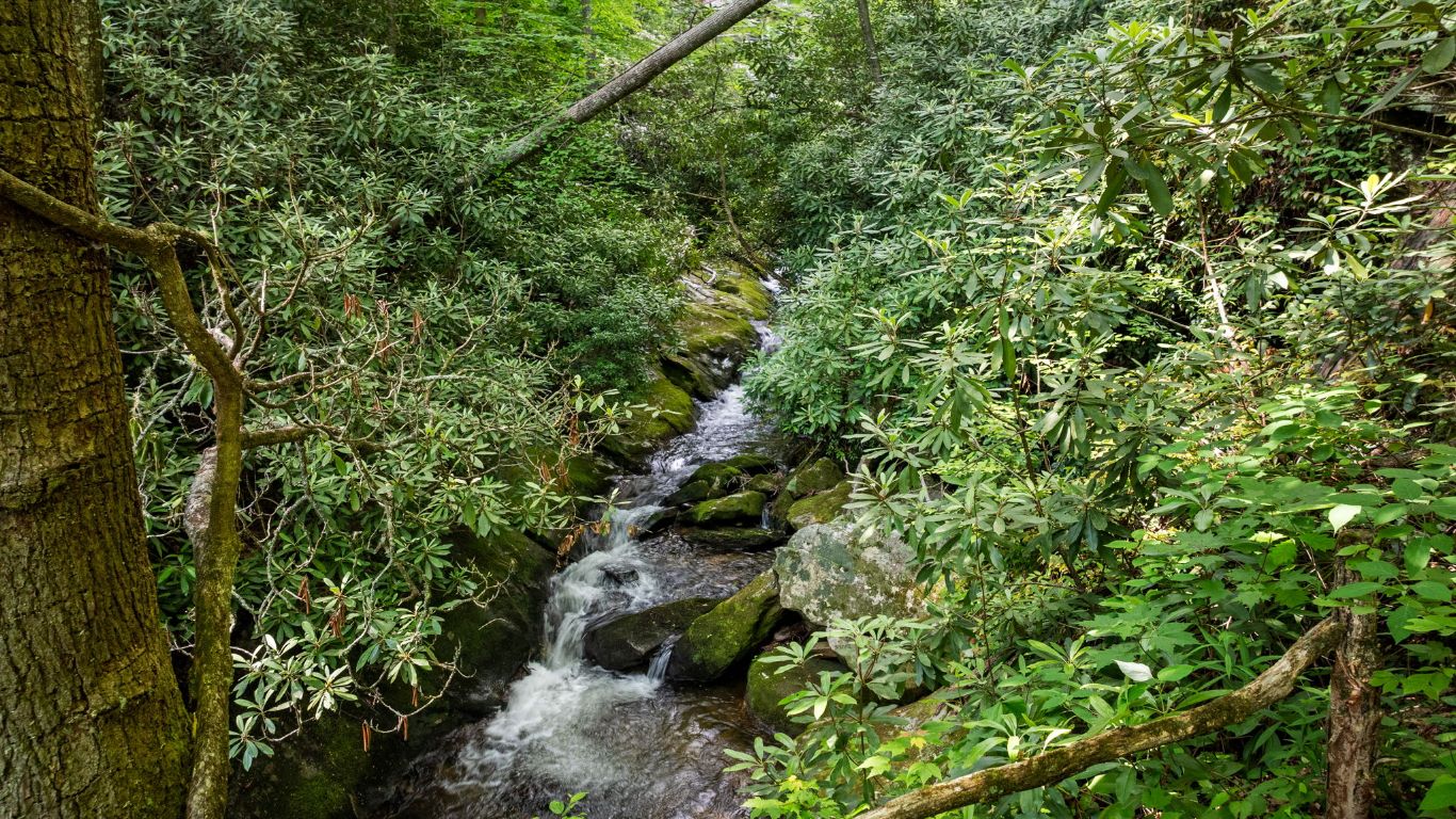 671 Walkingstick Road