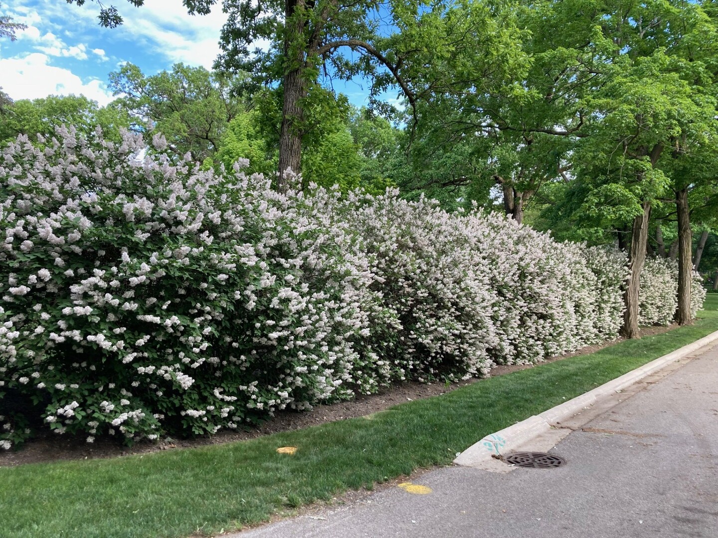 50 W Blodgett Avenue