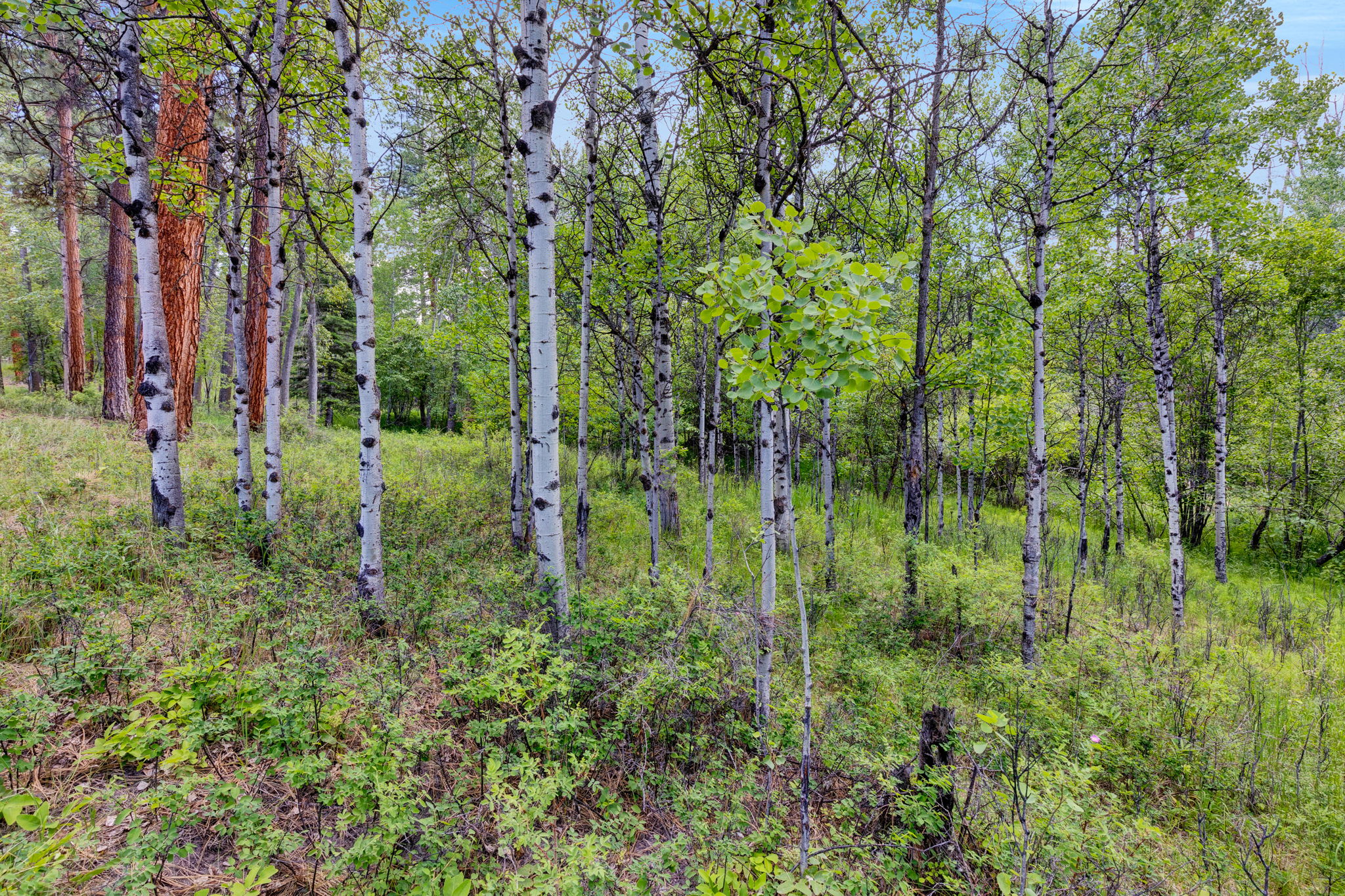 1862 Mountain Meadow Lane