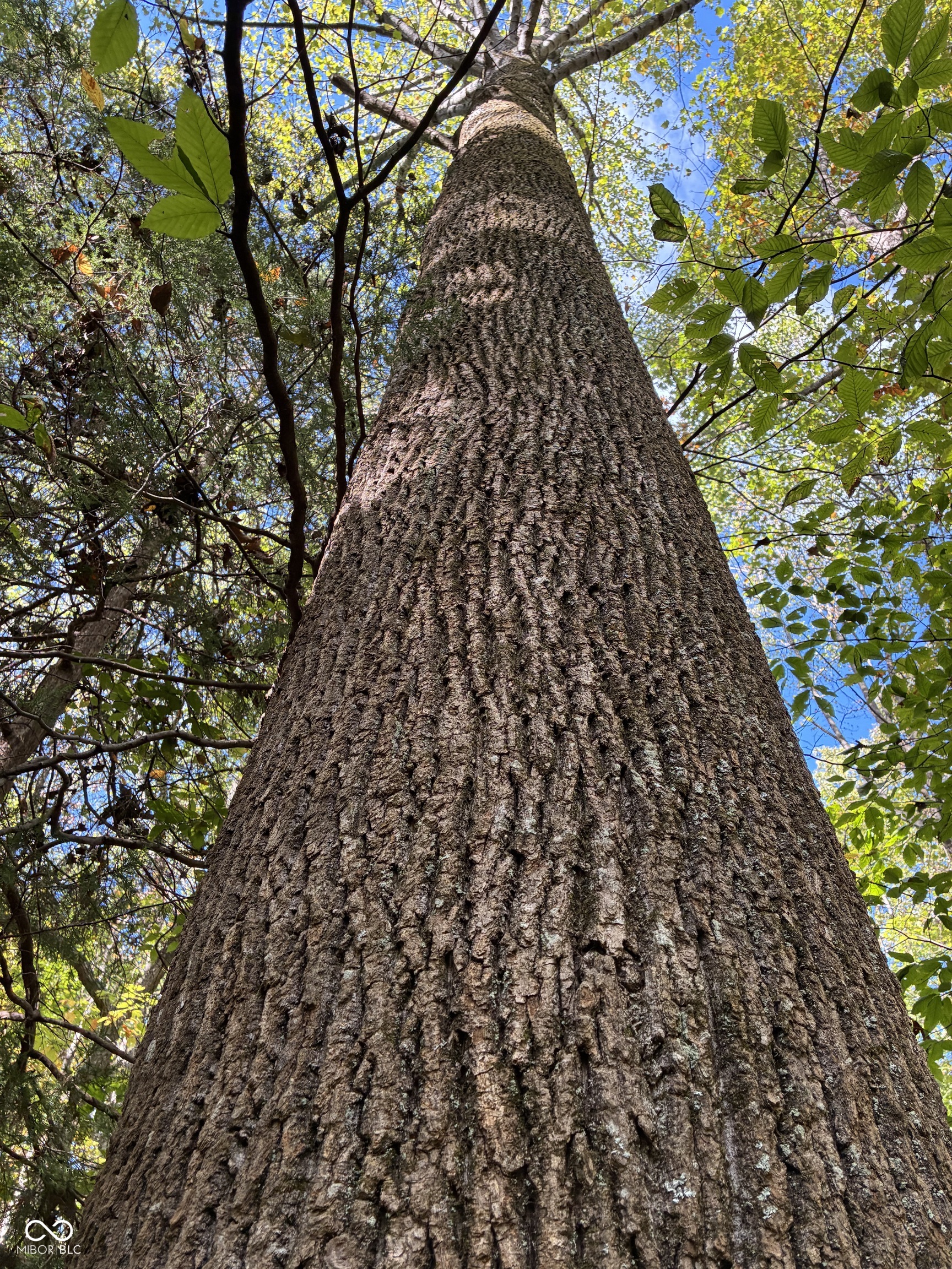 6913 Poplar Grove Road