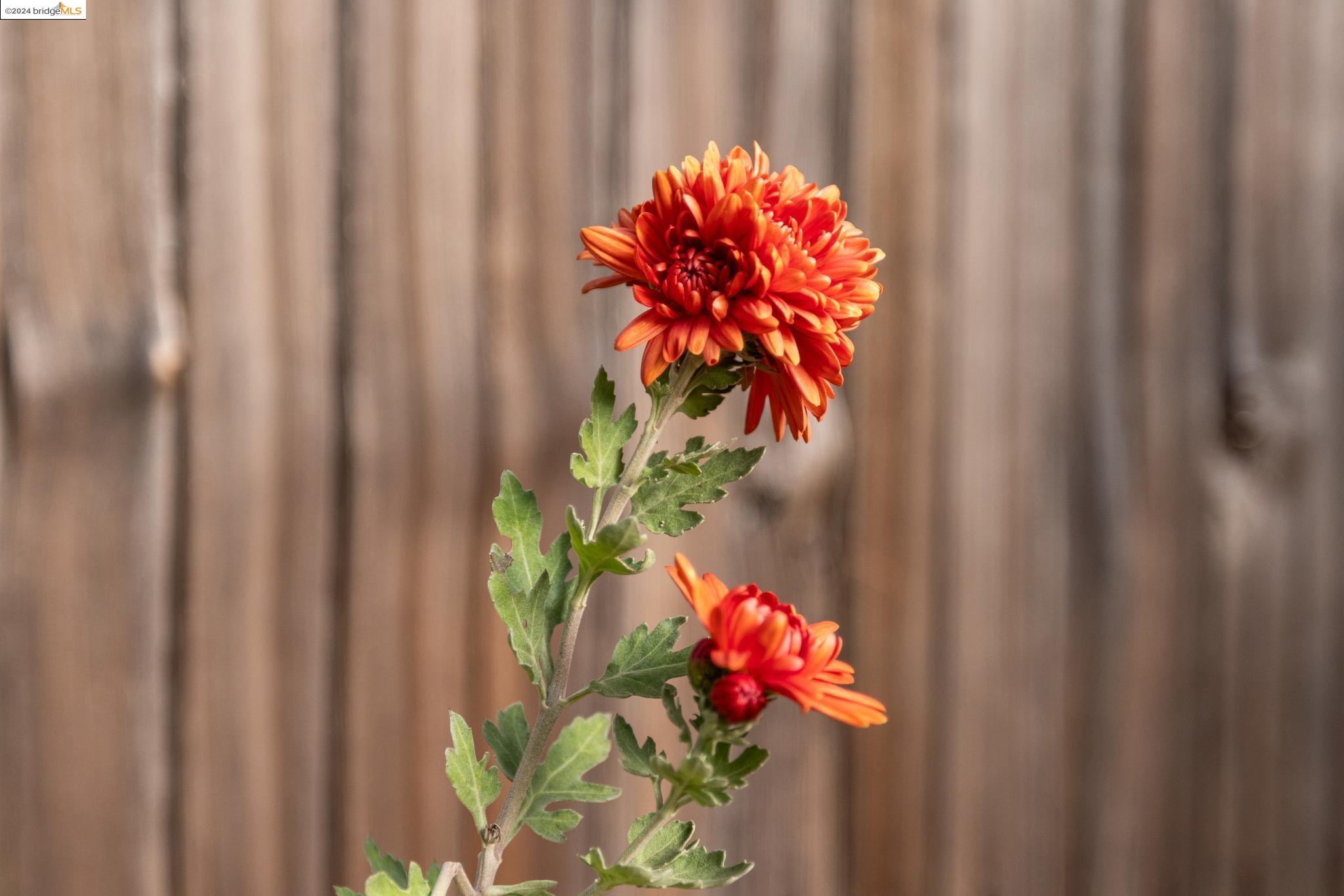 1106 Clarendon Cres.