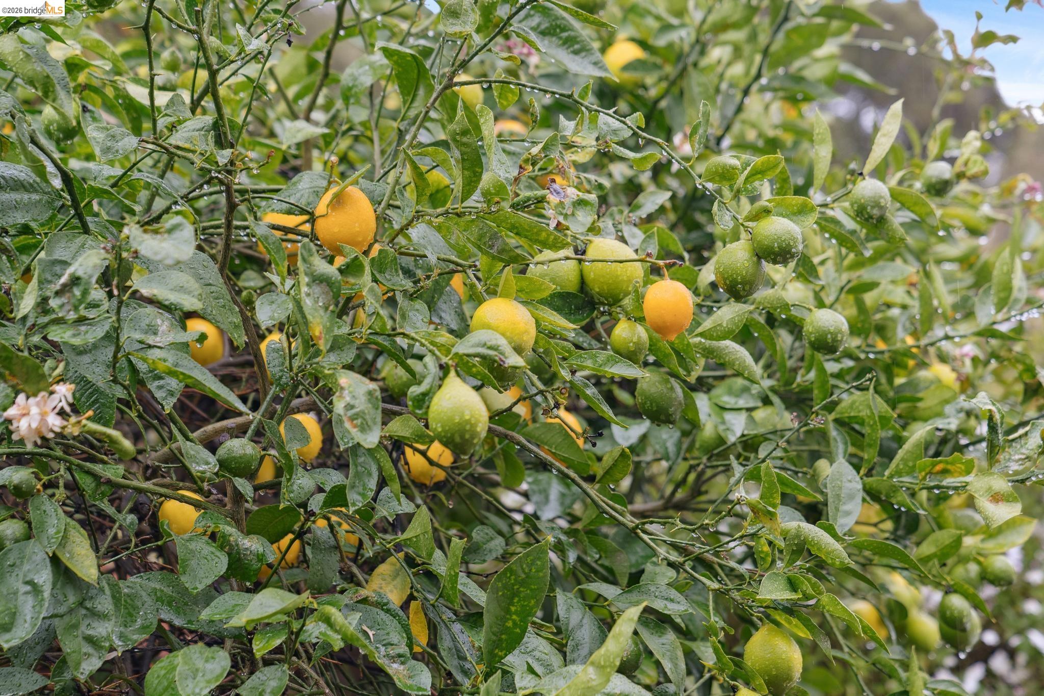 4200 Mountain View Ave