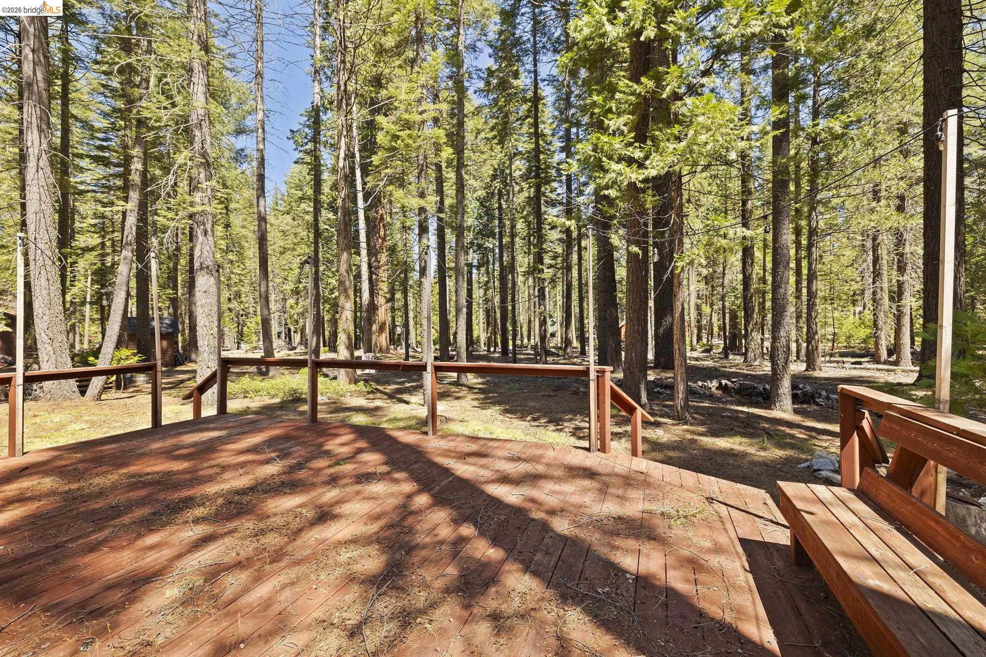 229 Sugarpine