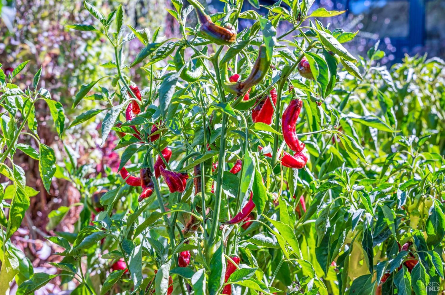 909-911 W Sierra Ave