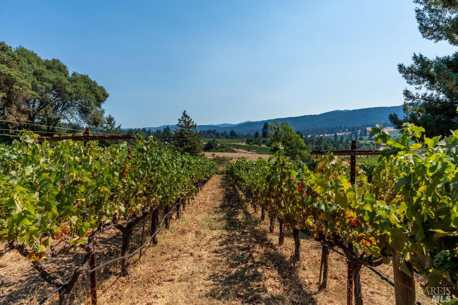 Romani Vineyard