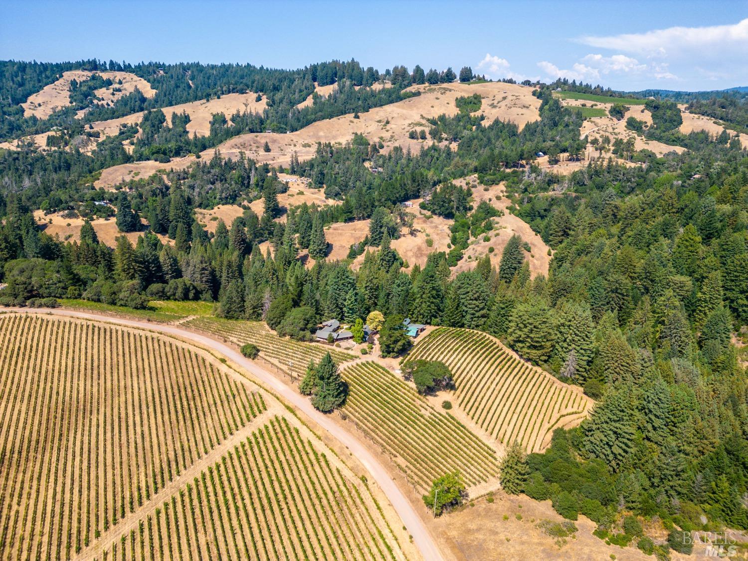 Romani Vineyard