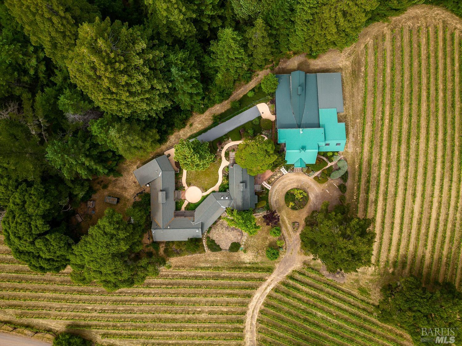 Romani Vineyard