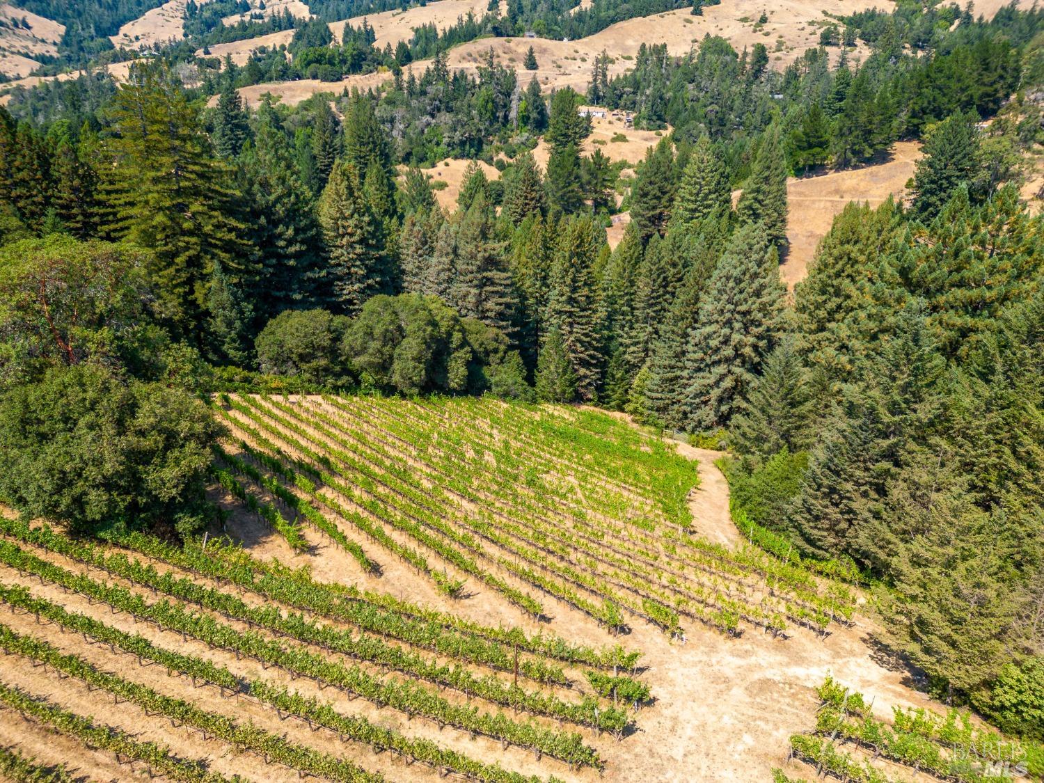 Romani Vineyard