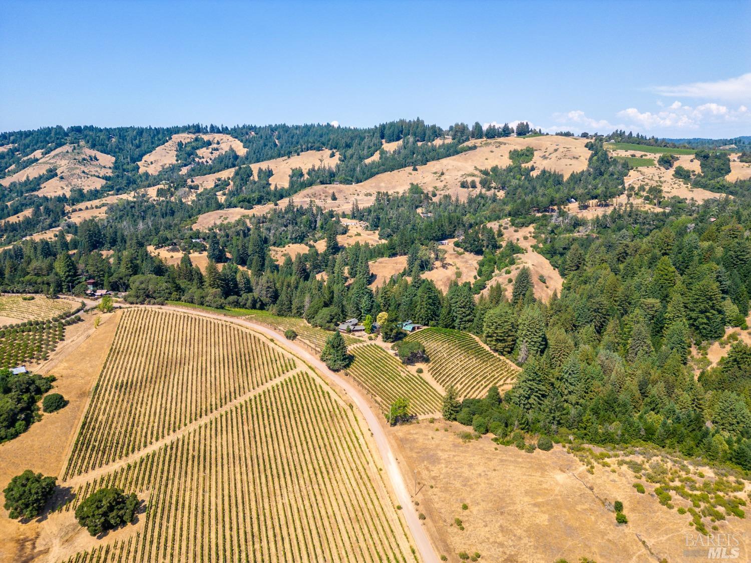 Romani Vineyard