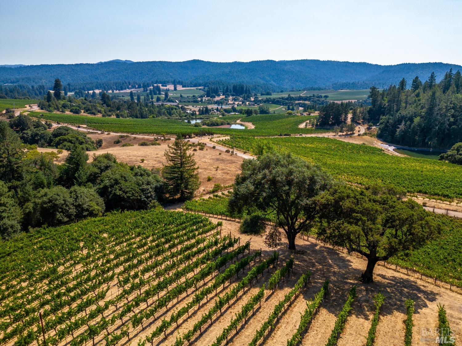 Romani Vineyard