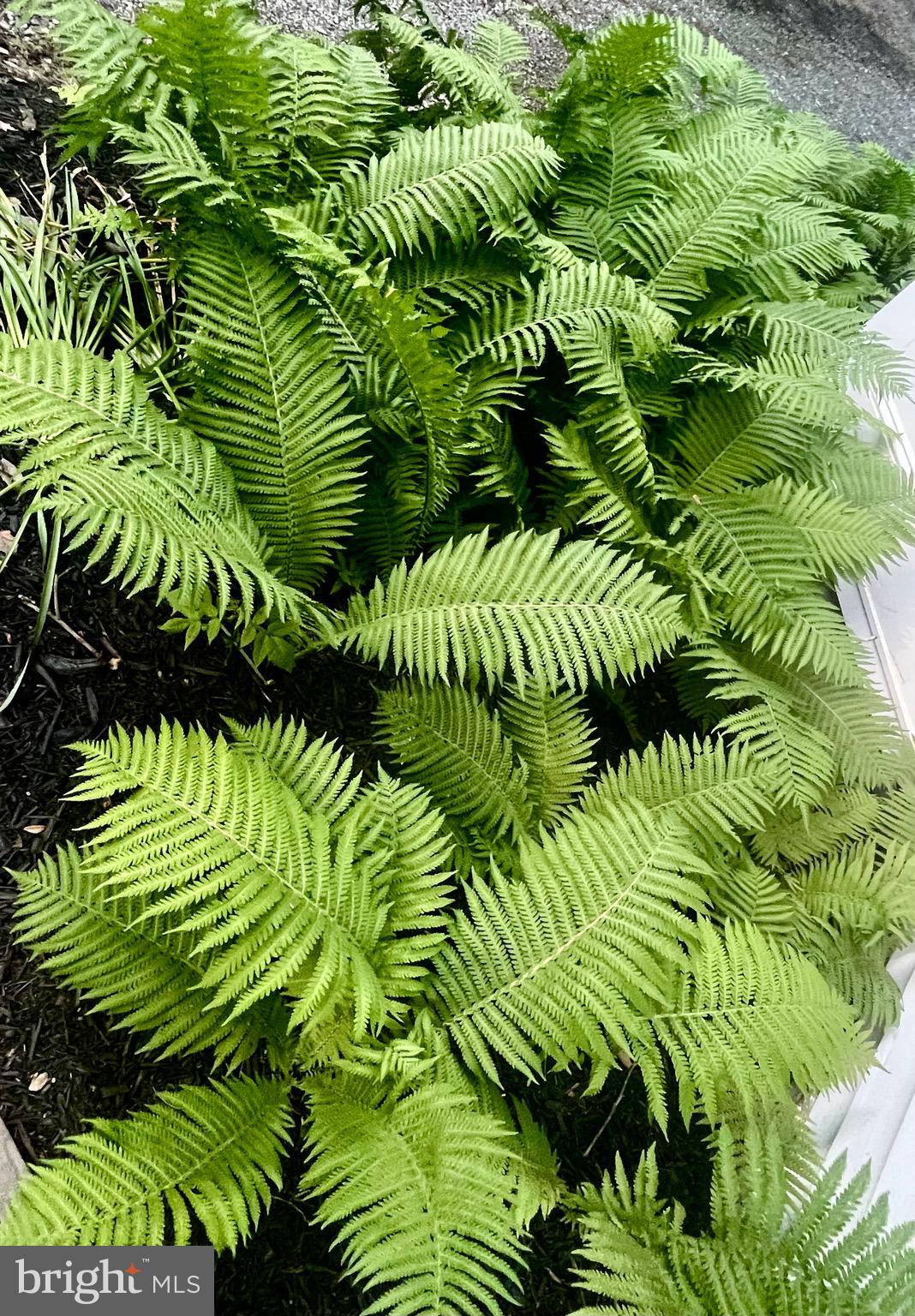 18100 & 18096 LINCOLN ROAD