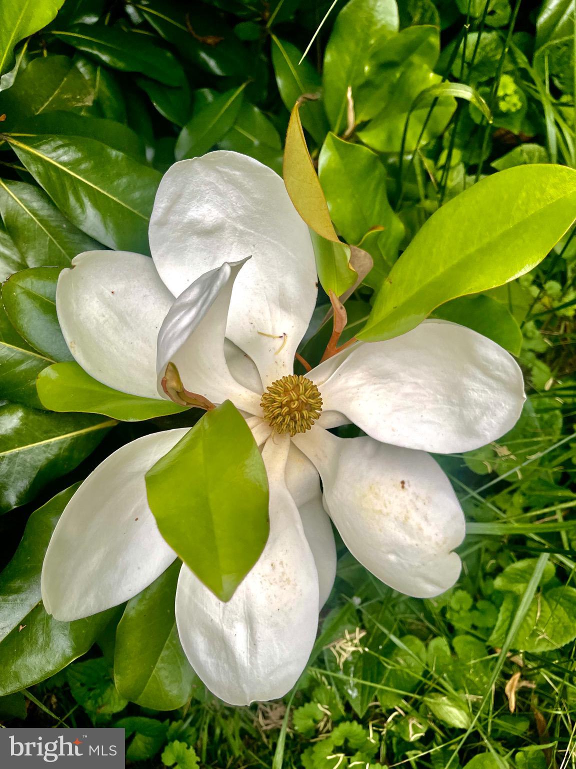 18100 & 18096 LINCOLN ROAD