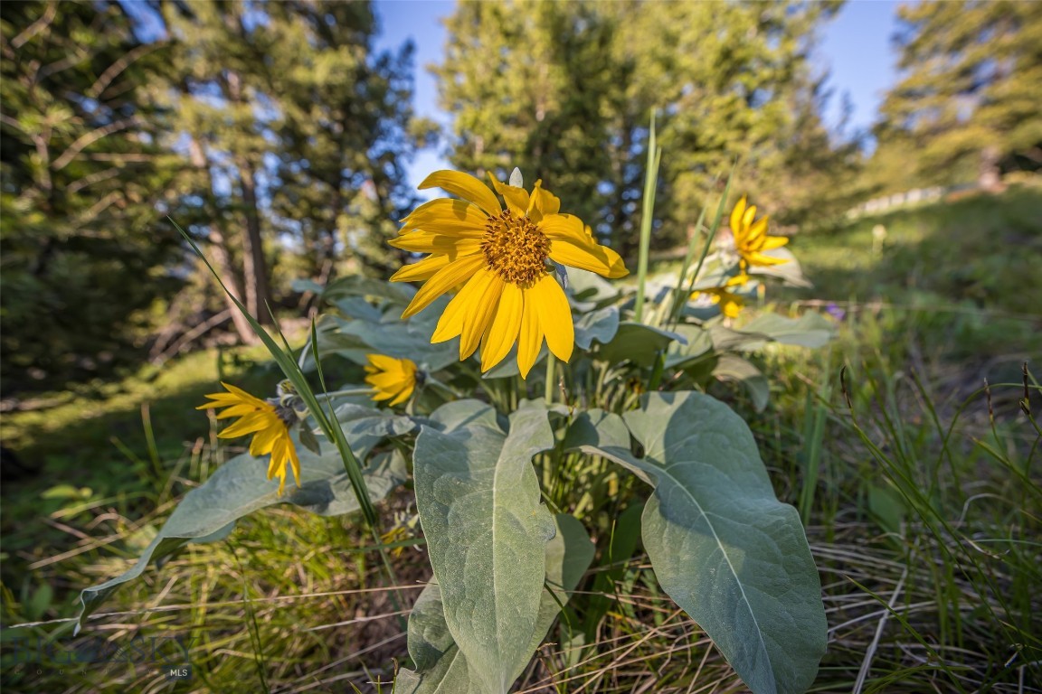 TBD Doolittle Drive Lot #31