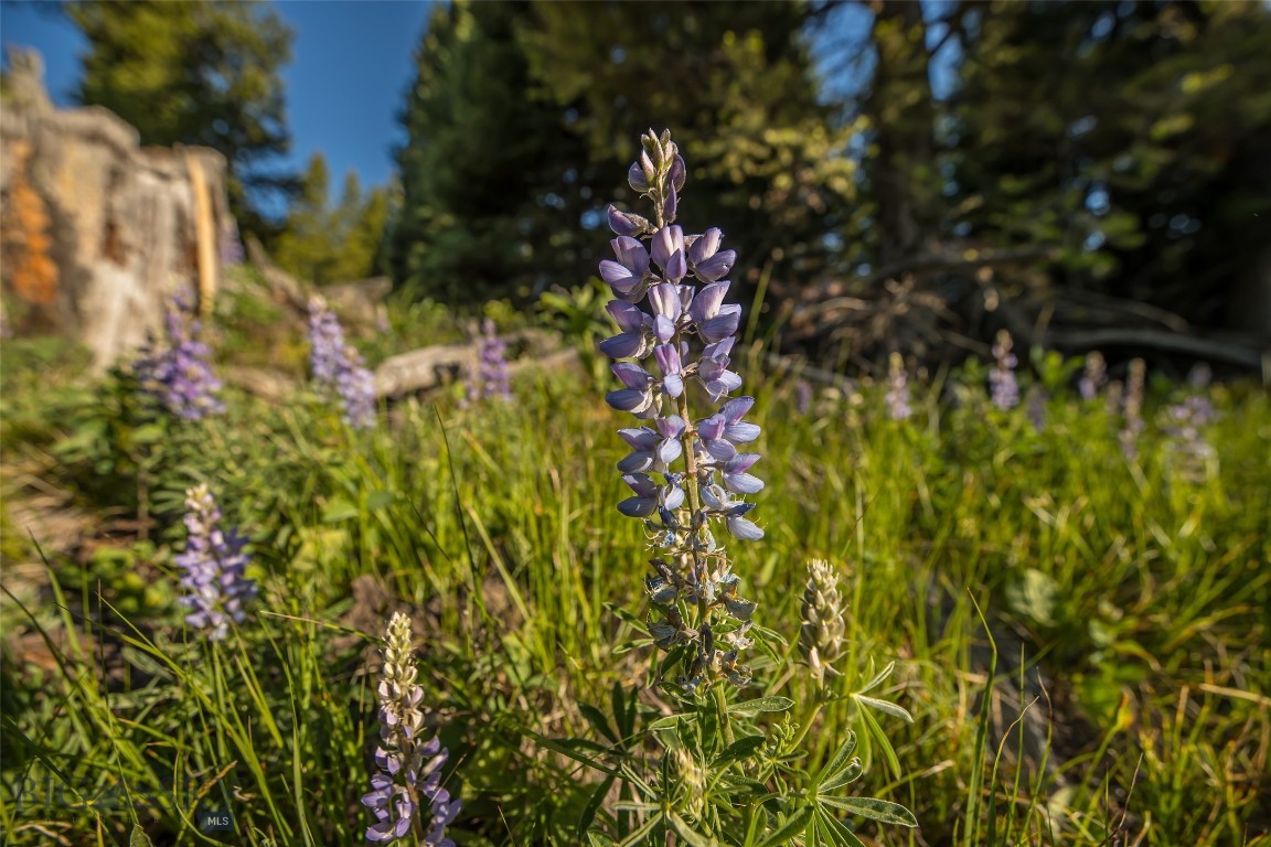 TBD Doolittle Drive Lot #31