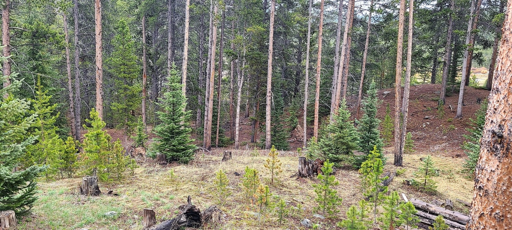 189 Gold Nugget DRIVE