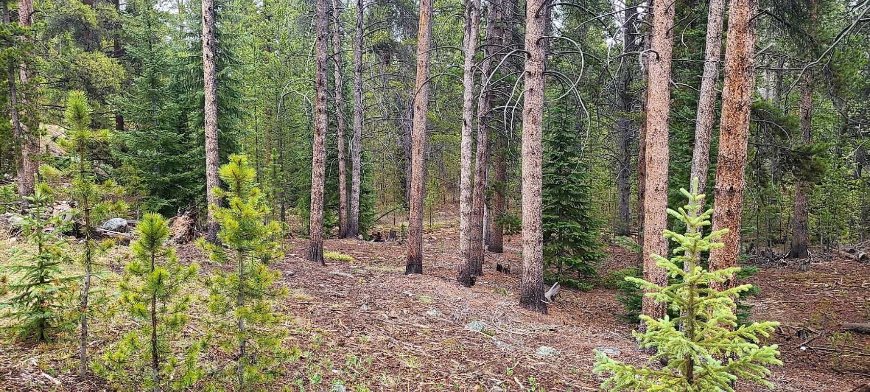 189 Gold Nugget DRIVE