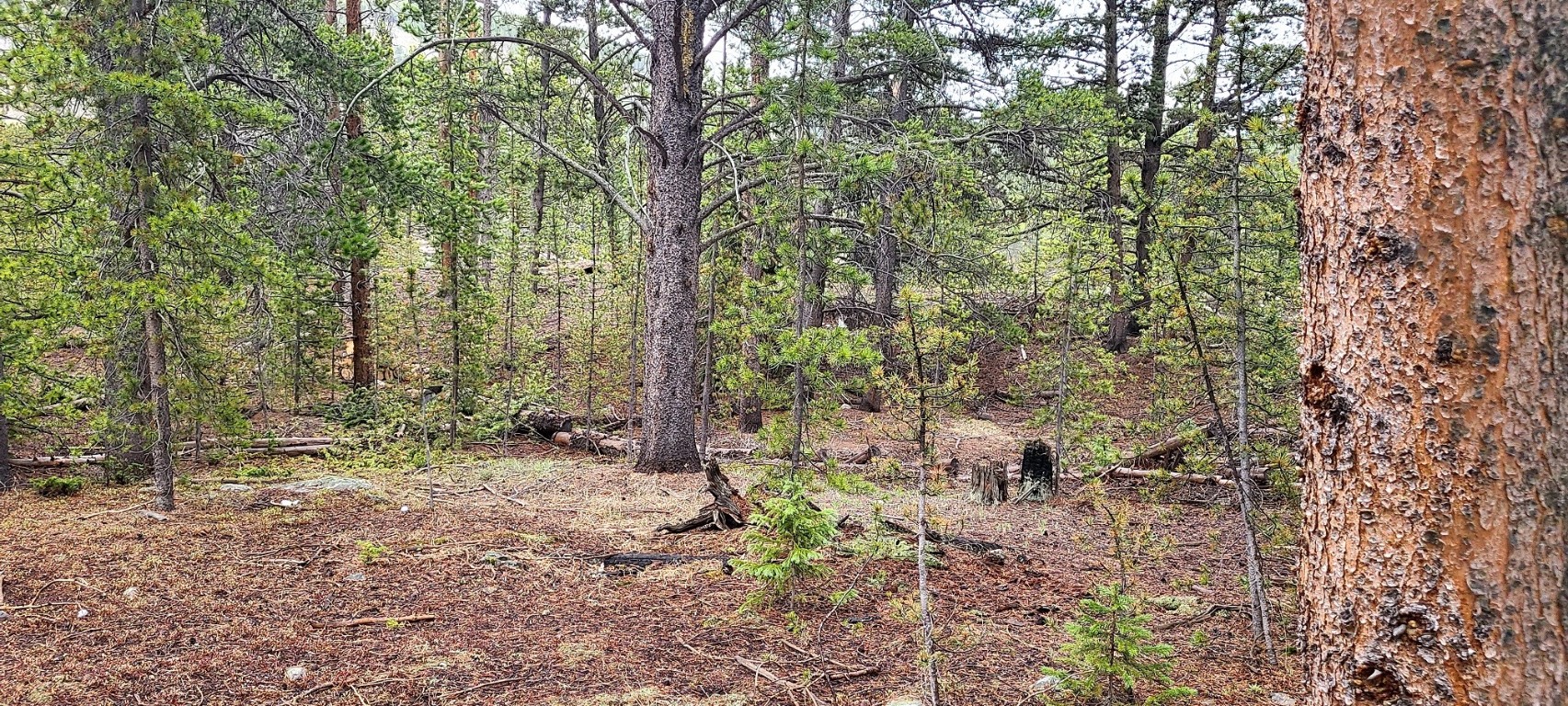 189 Gold Nugget DRIVE