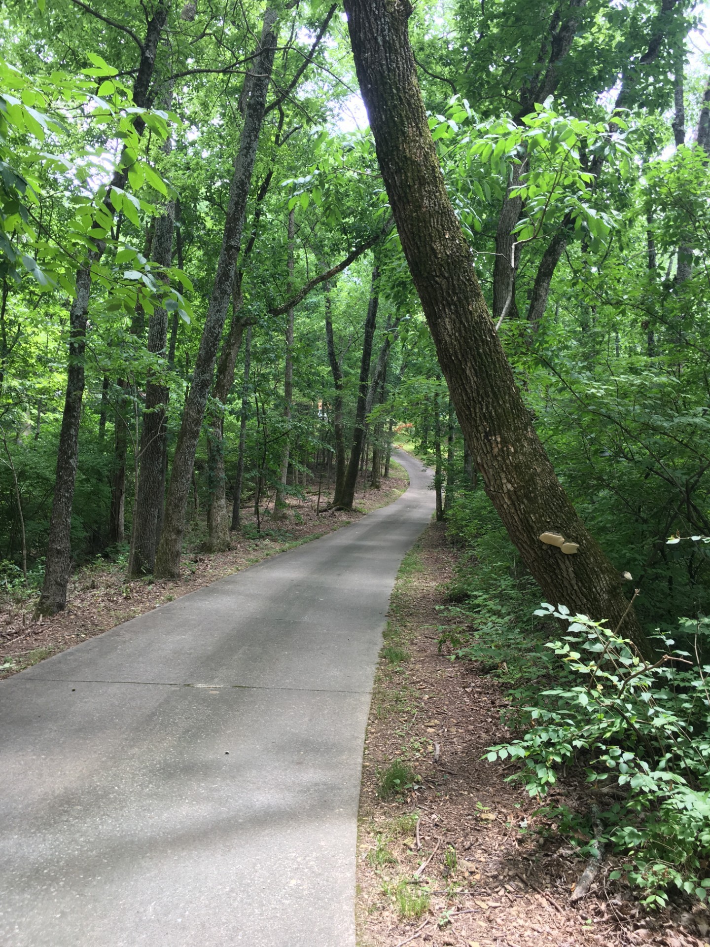 114 Forrest Valley Ct