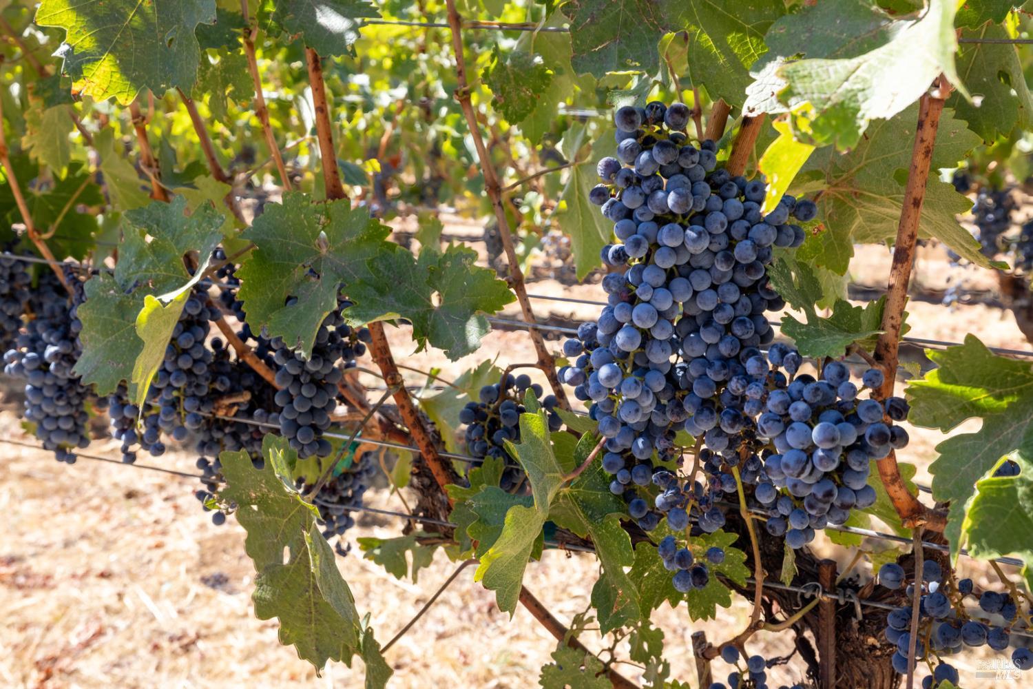 875 White Cottage Road N