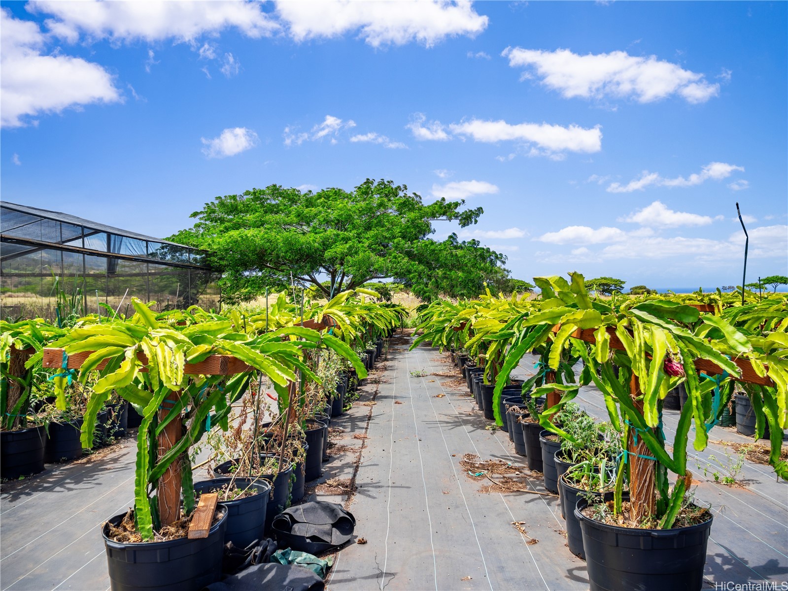 65-283 Kaukonahua Road 5