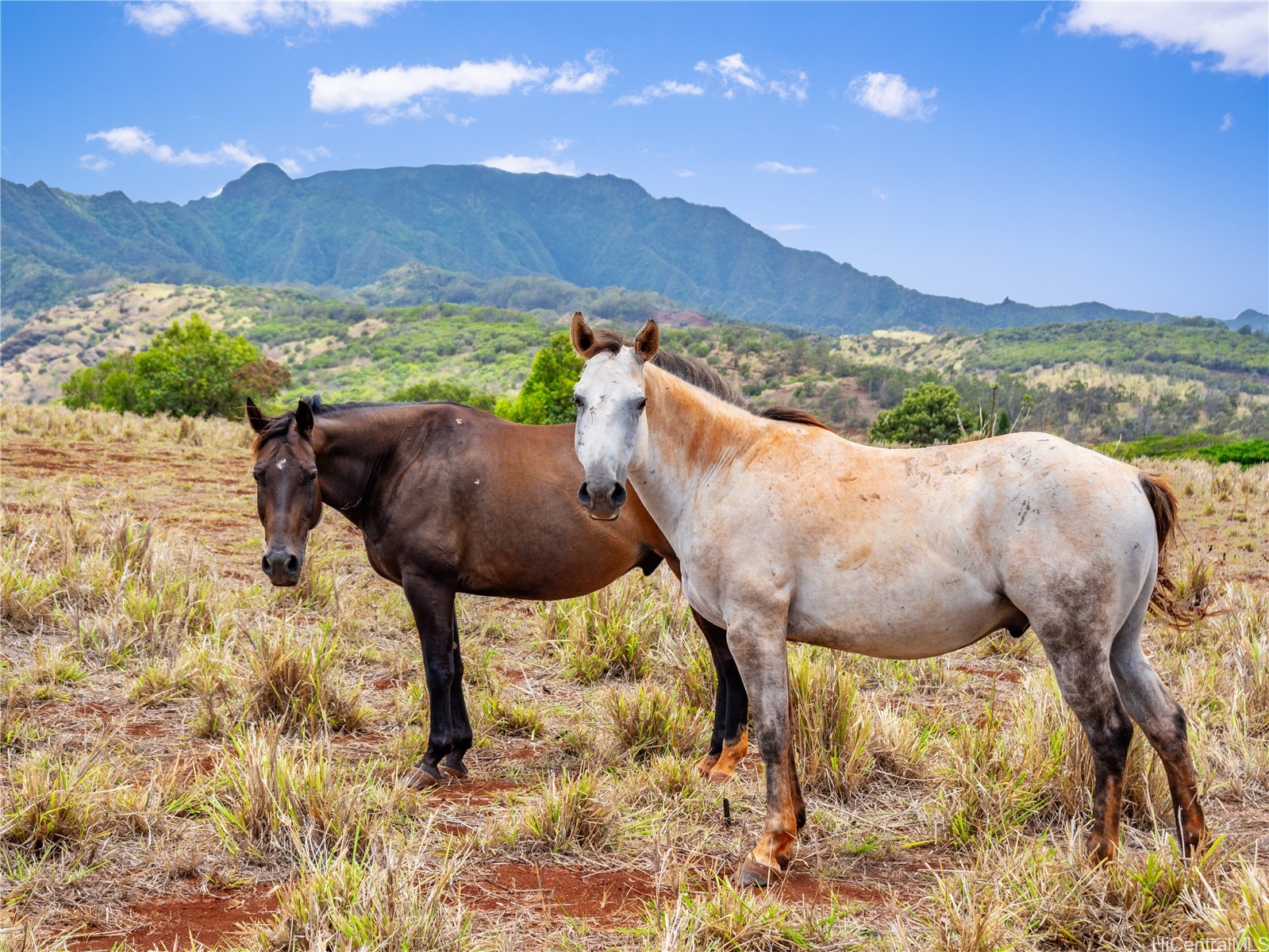 65-283 Kaukonahua Road 21