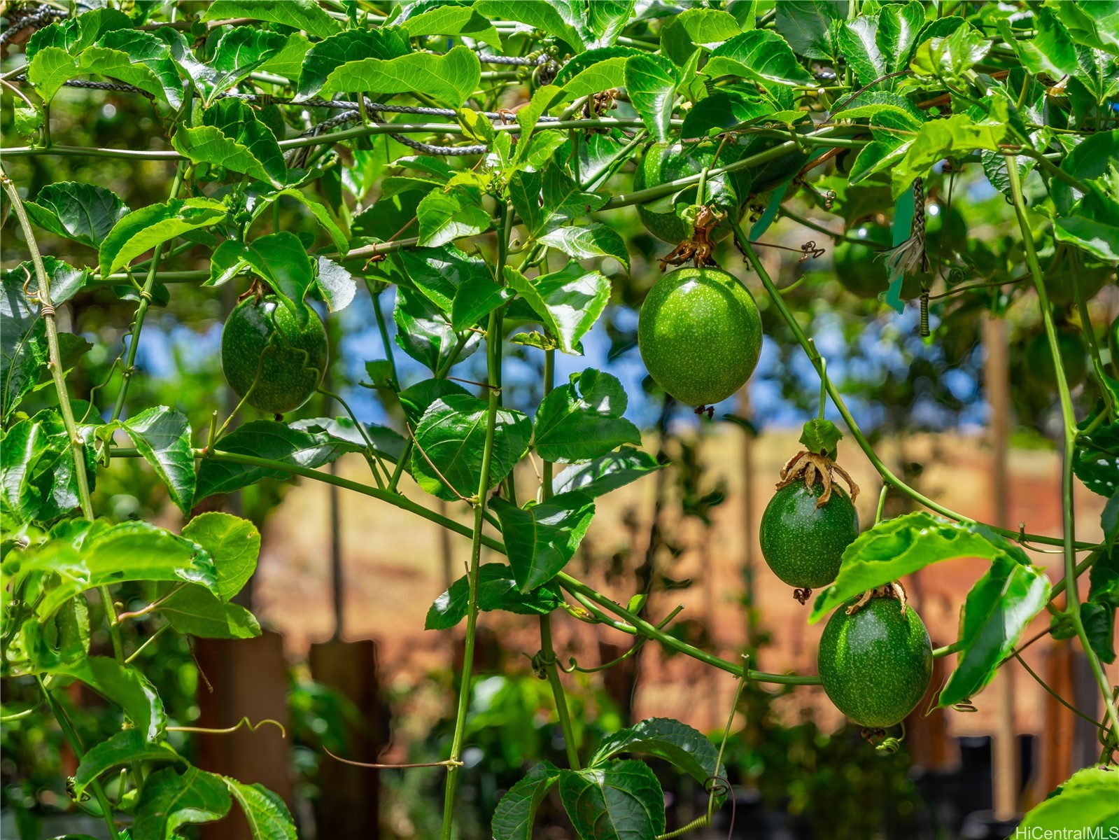 65-283 Kaukonahua Road 25