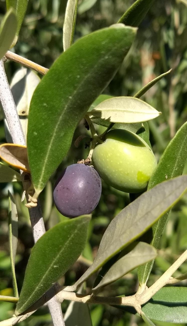 7871 Butts Canyon Rd