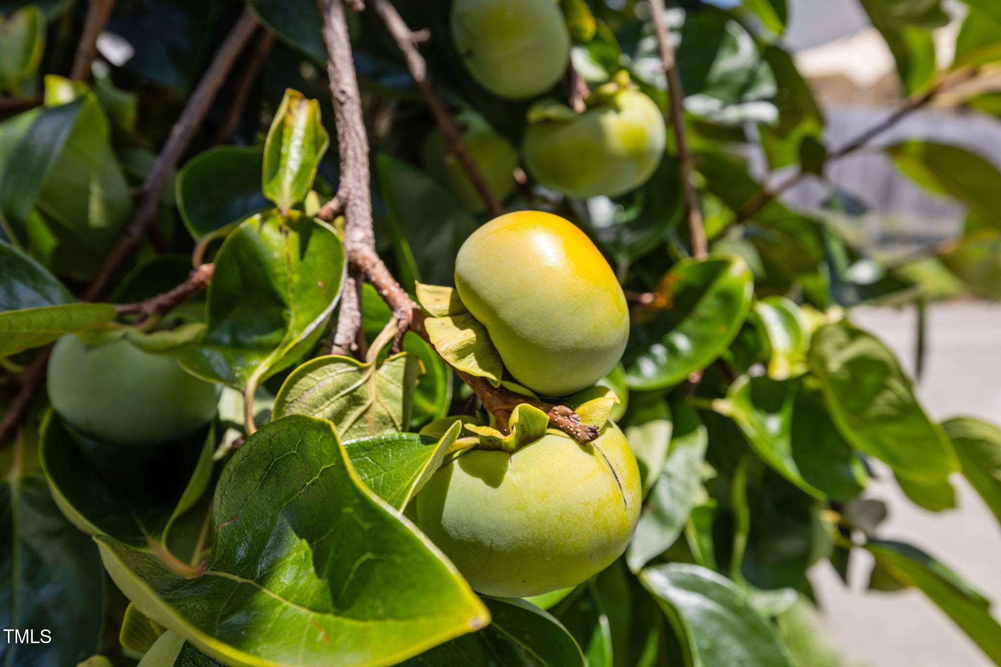 1046 Dual Parks Road