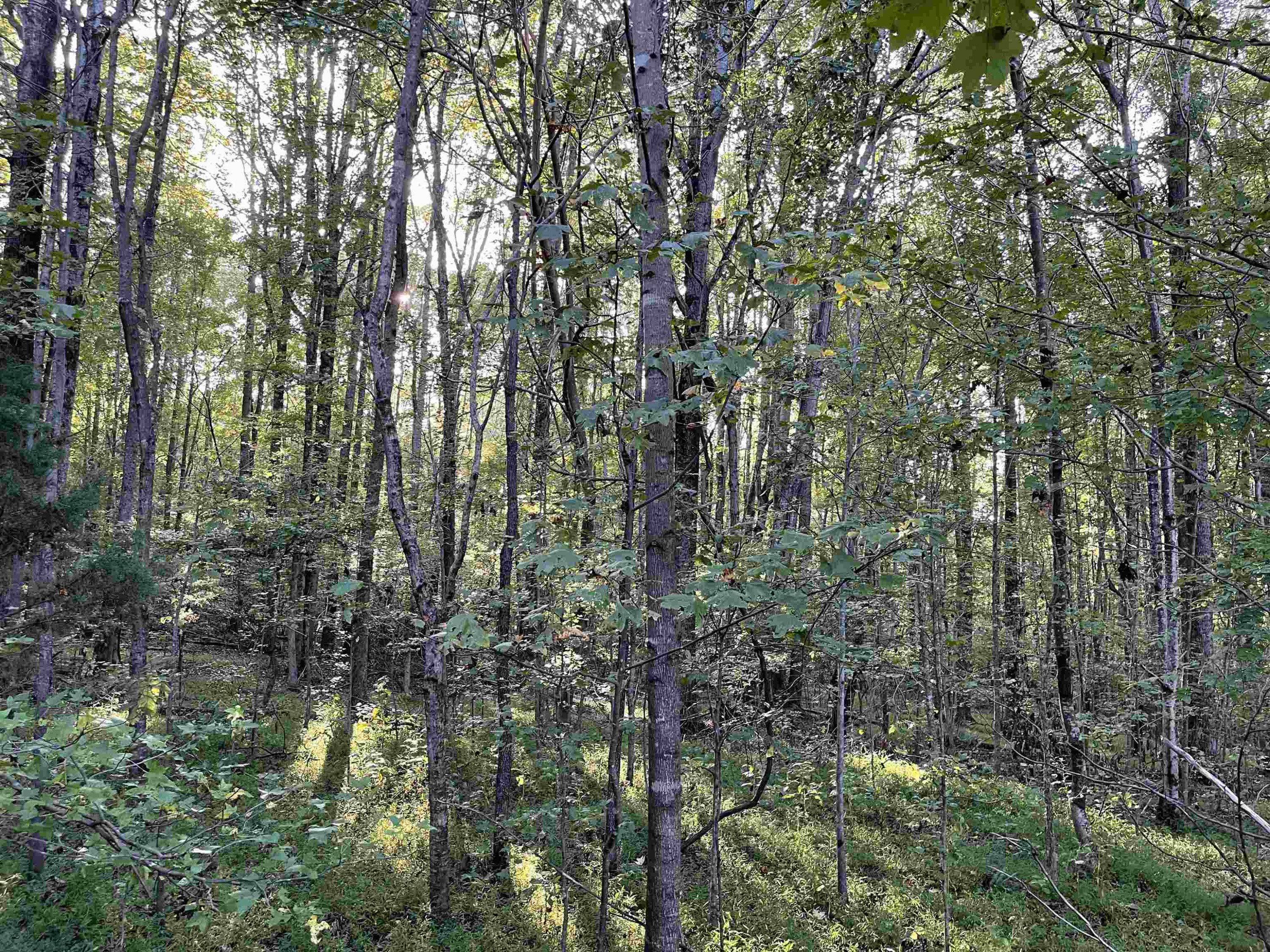 5611 Wingate Creek Drive