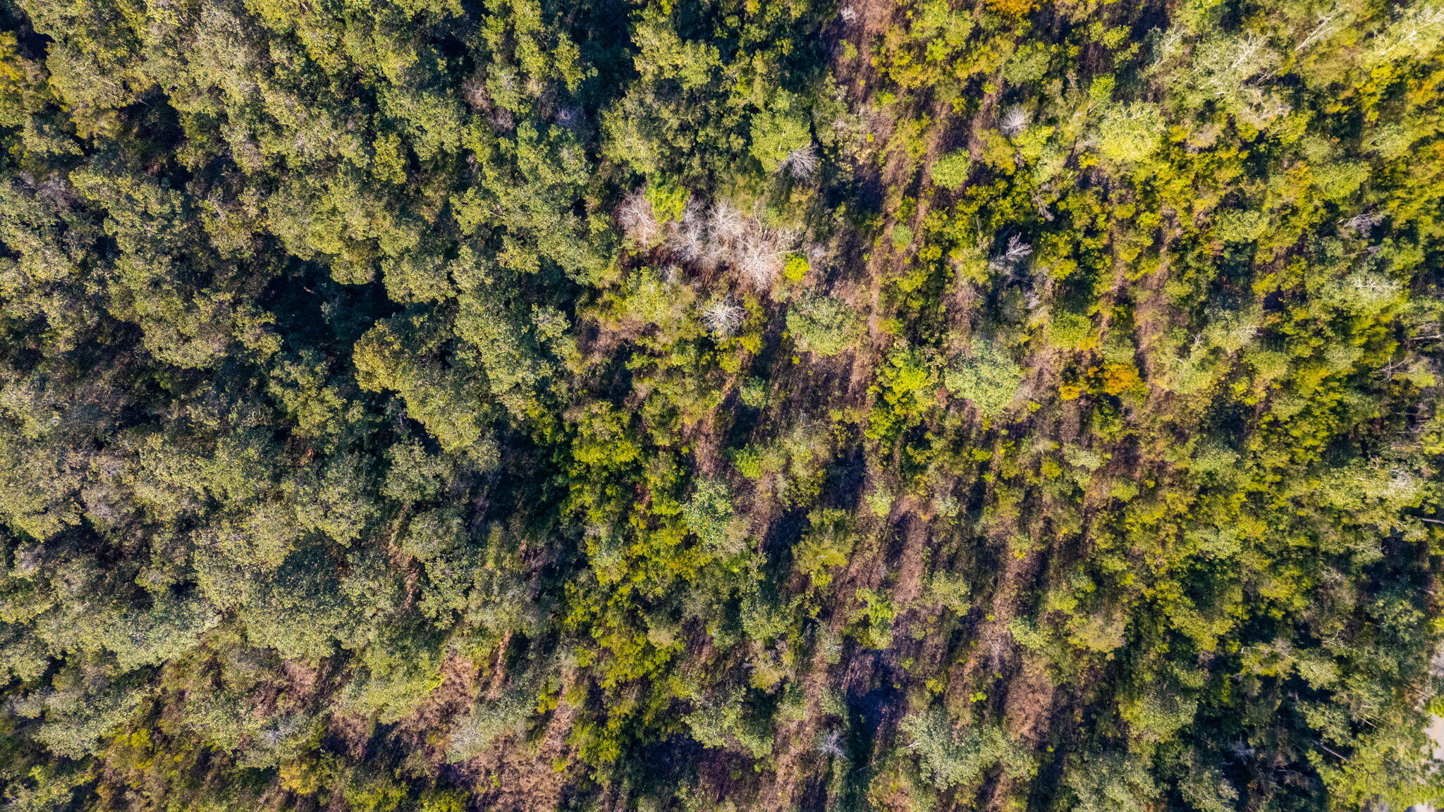 39.5 Acres Spradlin Road, DeFuniak Springs