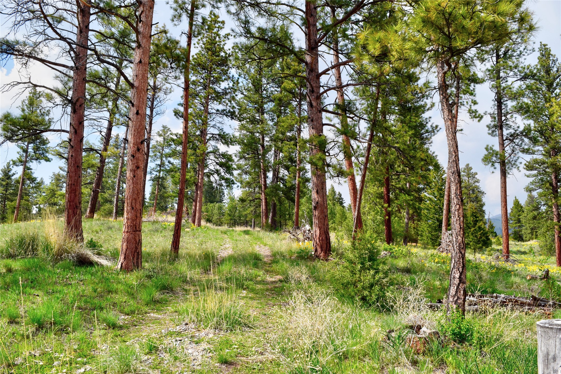 151 Bear Tracks Road