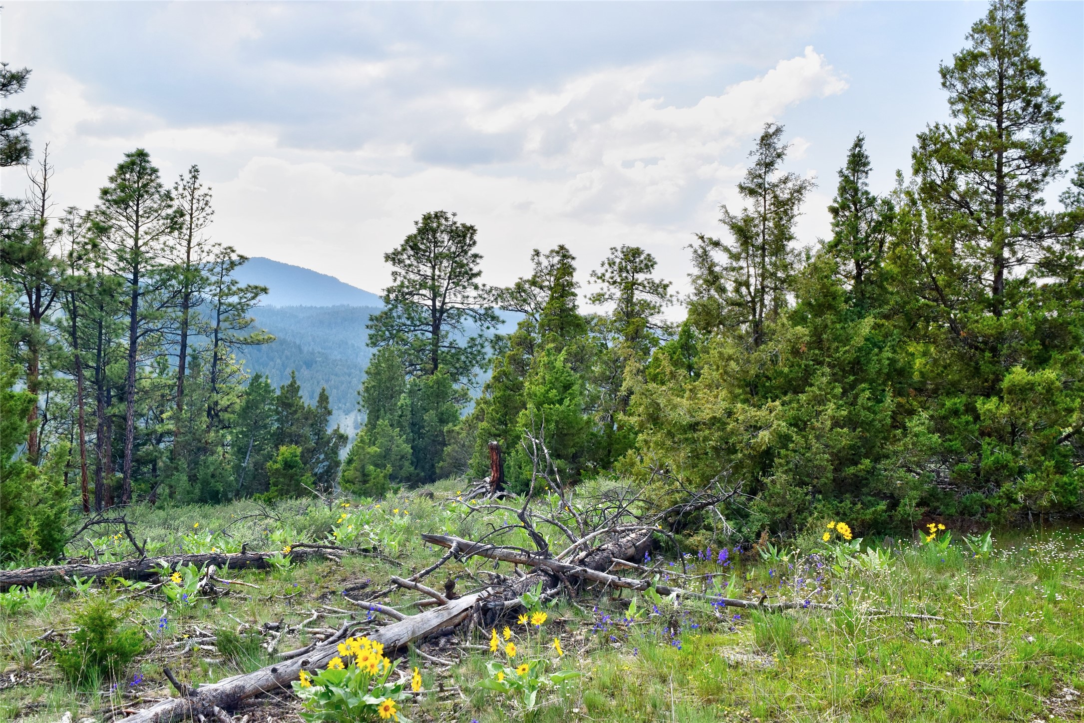 151 Bear Tracks Road