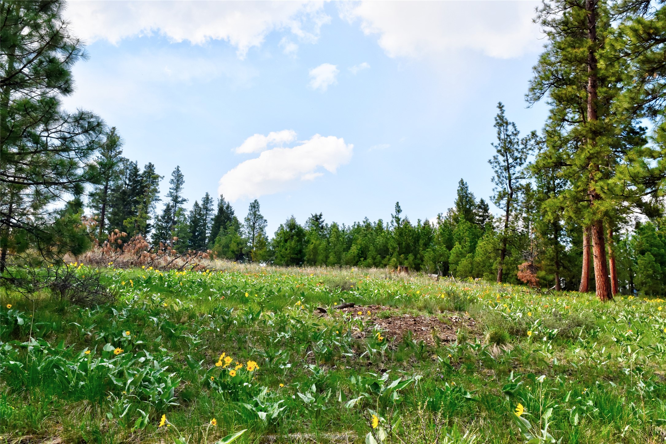 151 Bear Tracks Road