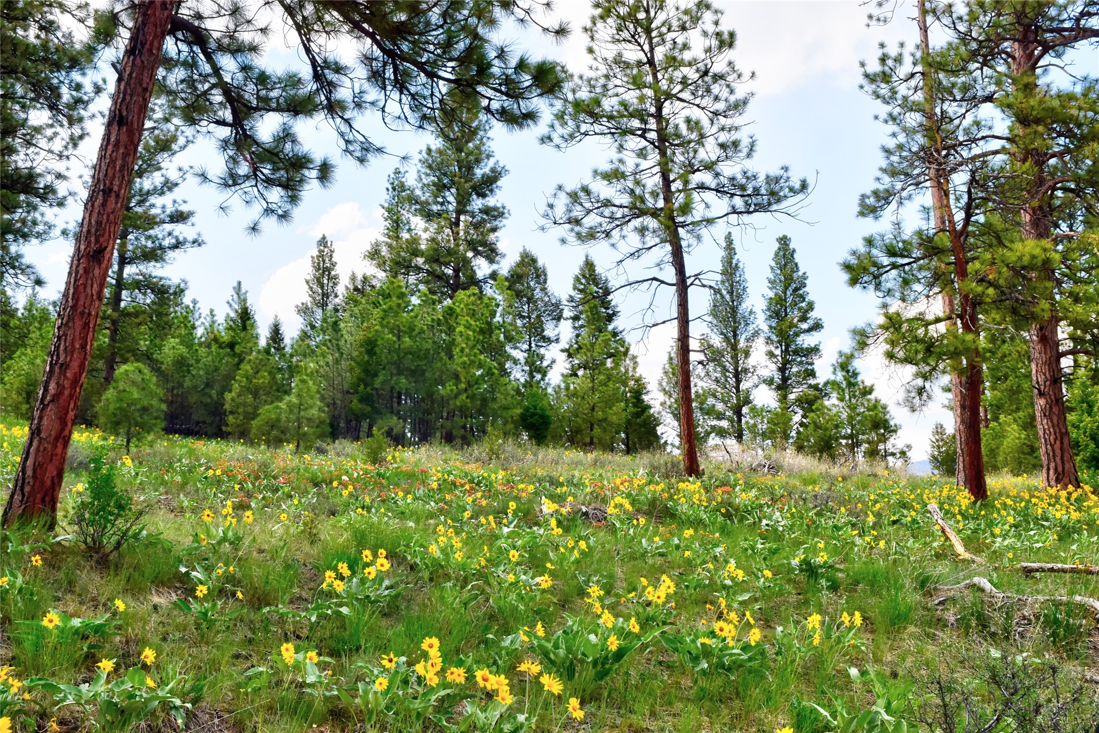 151 Bear Tracks Road