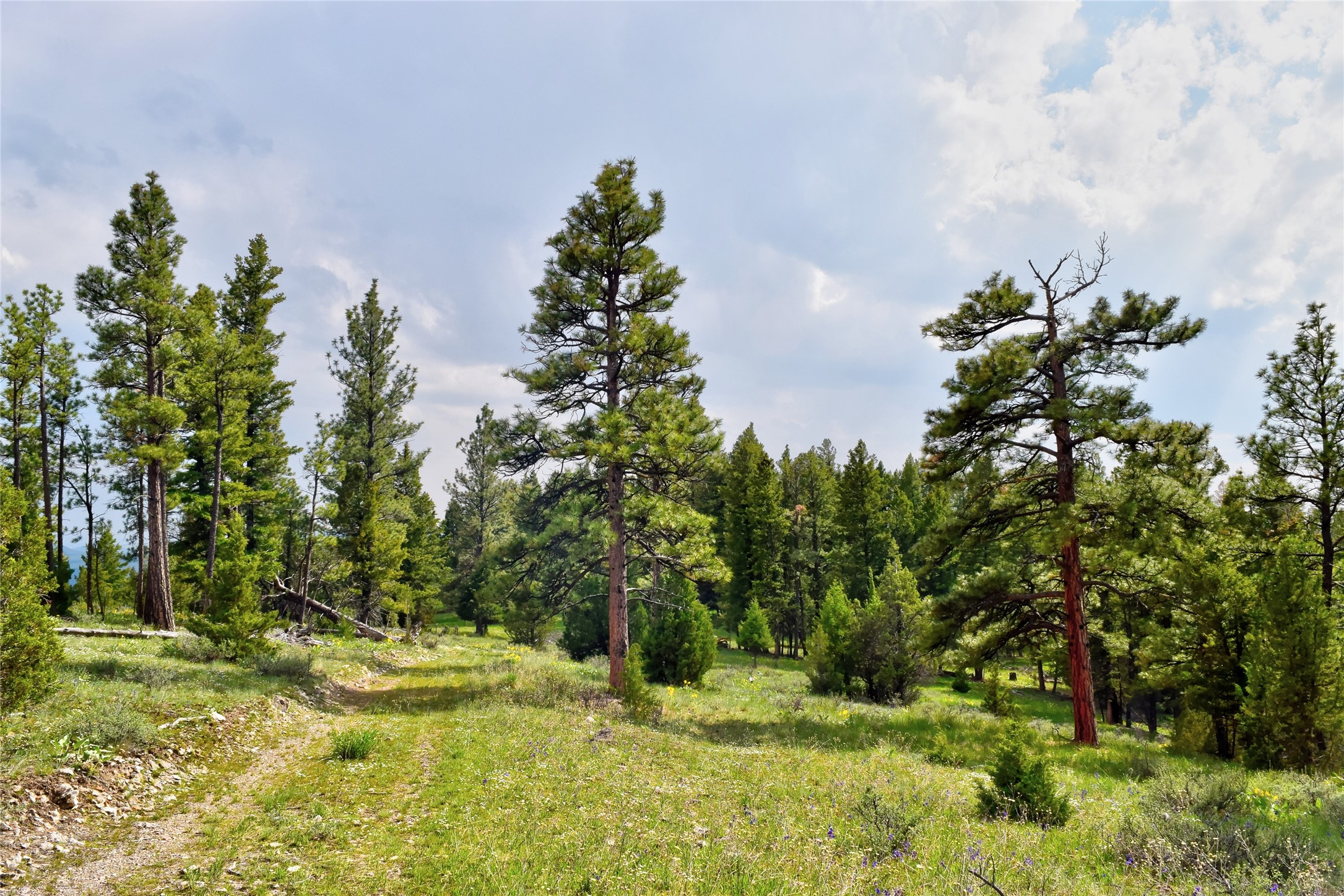 151 Bear Tracks Road