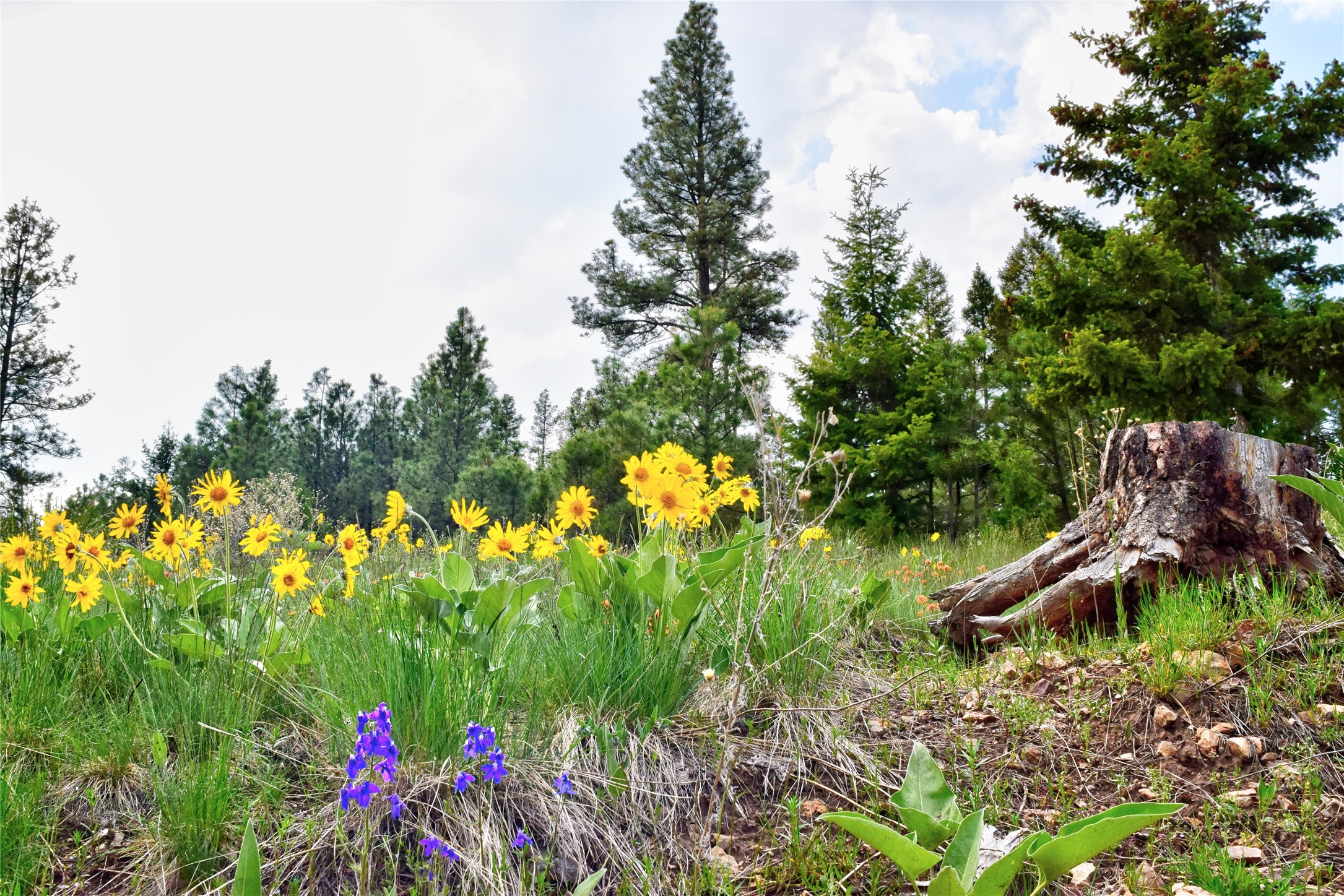 151 Bear Tracks Road