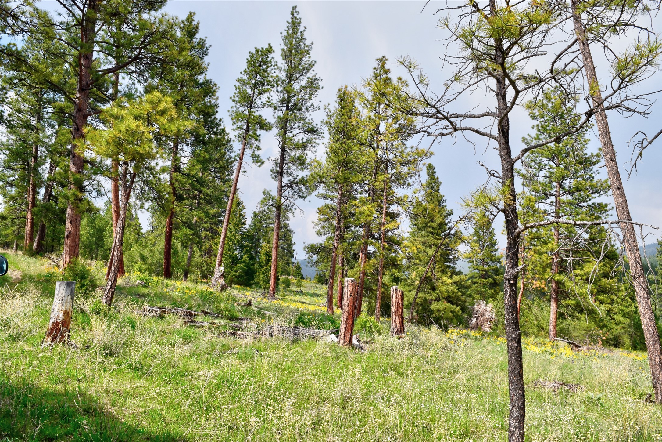 151 Bear Tracks Road