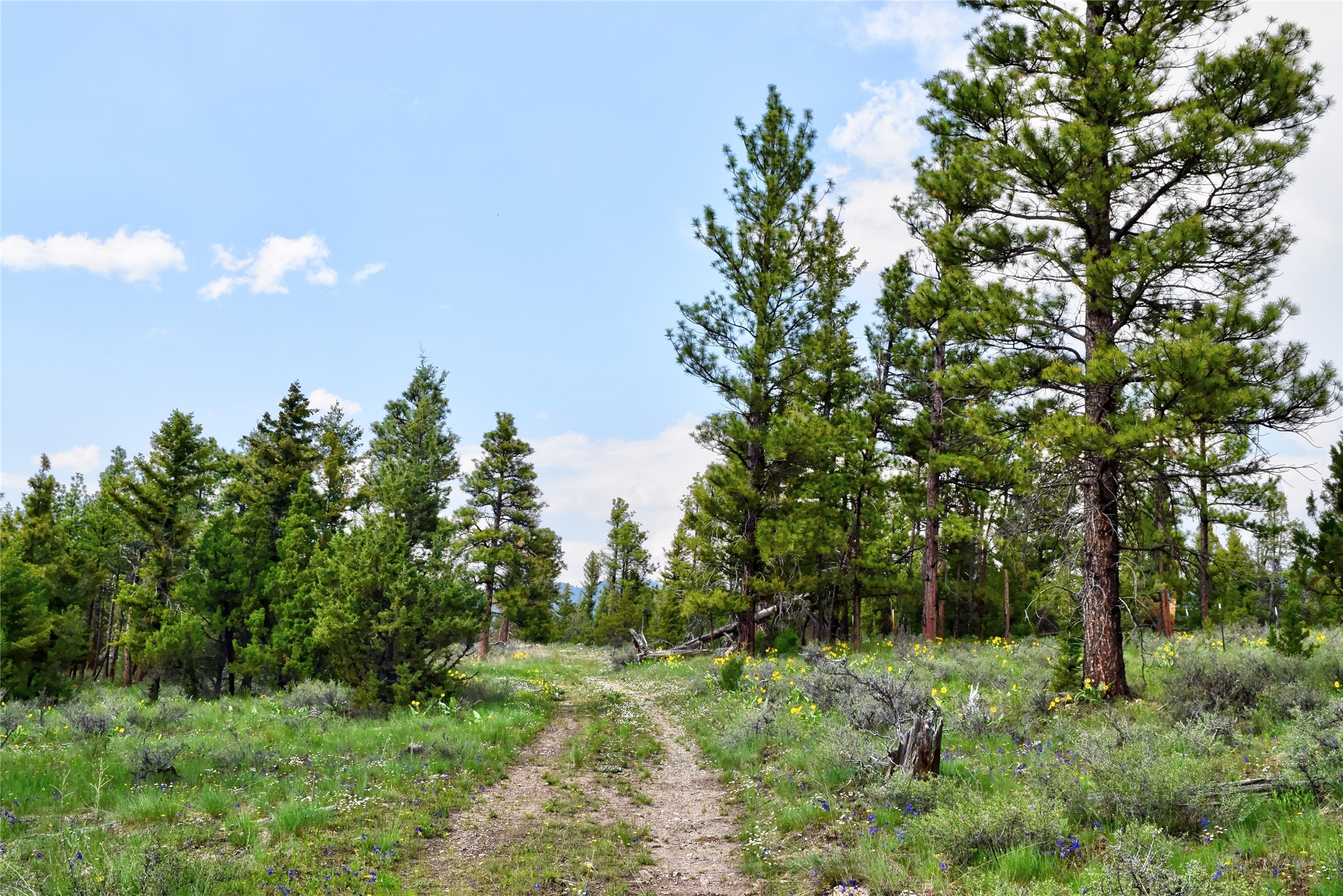 151 Bear Tracks Road