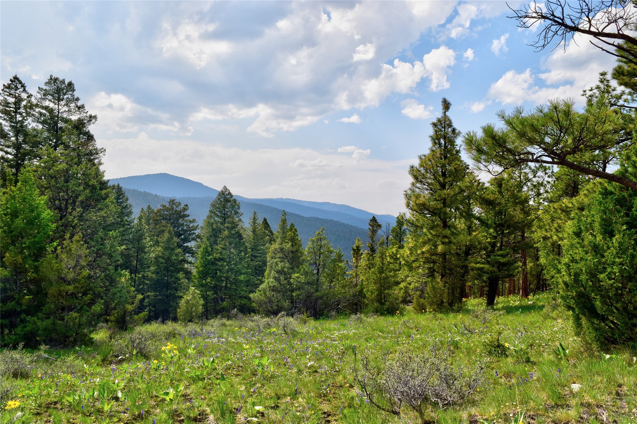 151 Bear Tracks Road