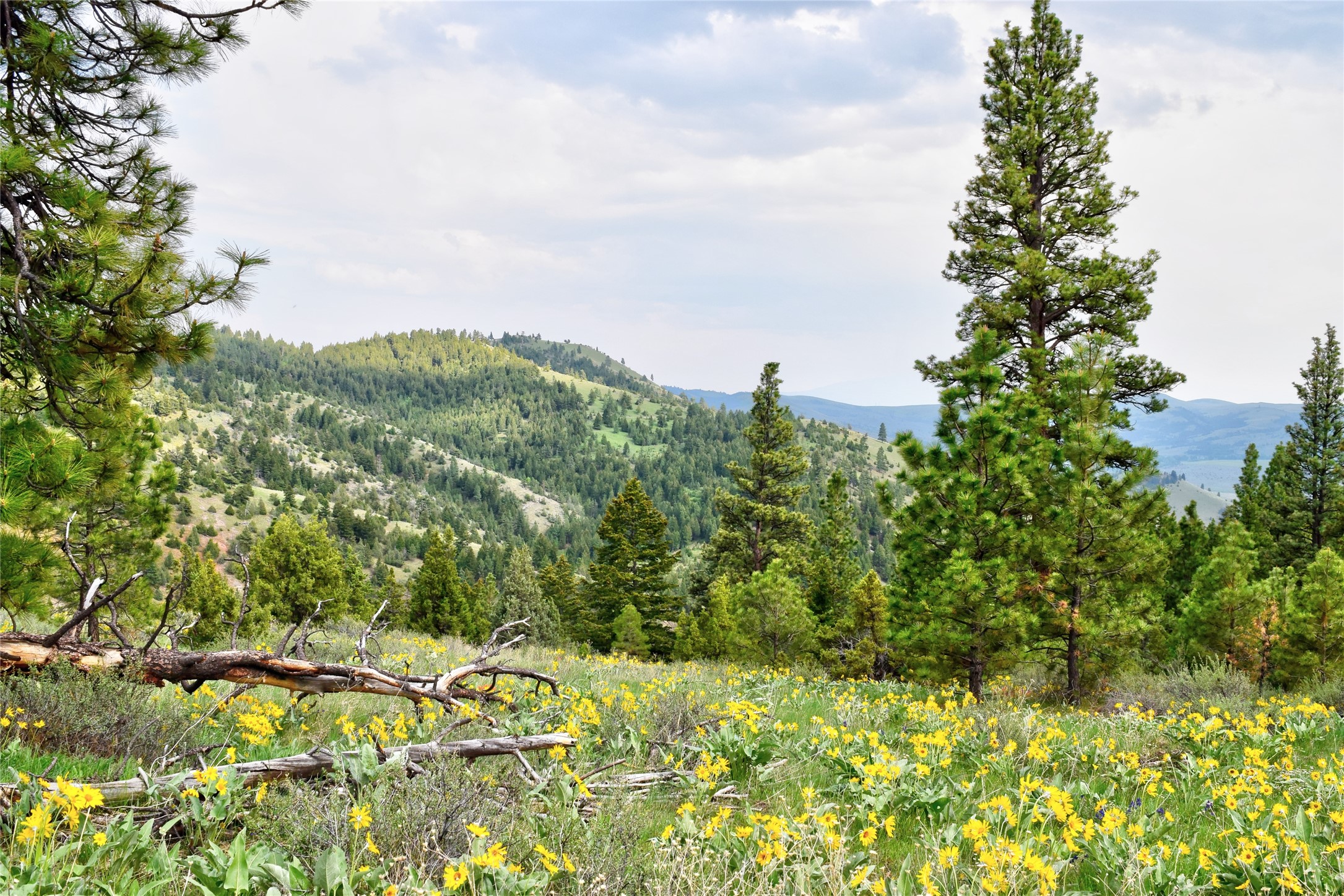 151 Bear Tracks Road