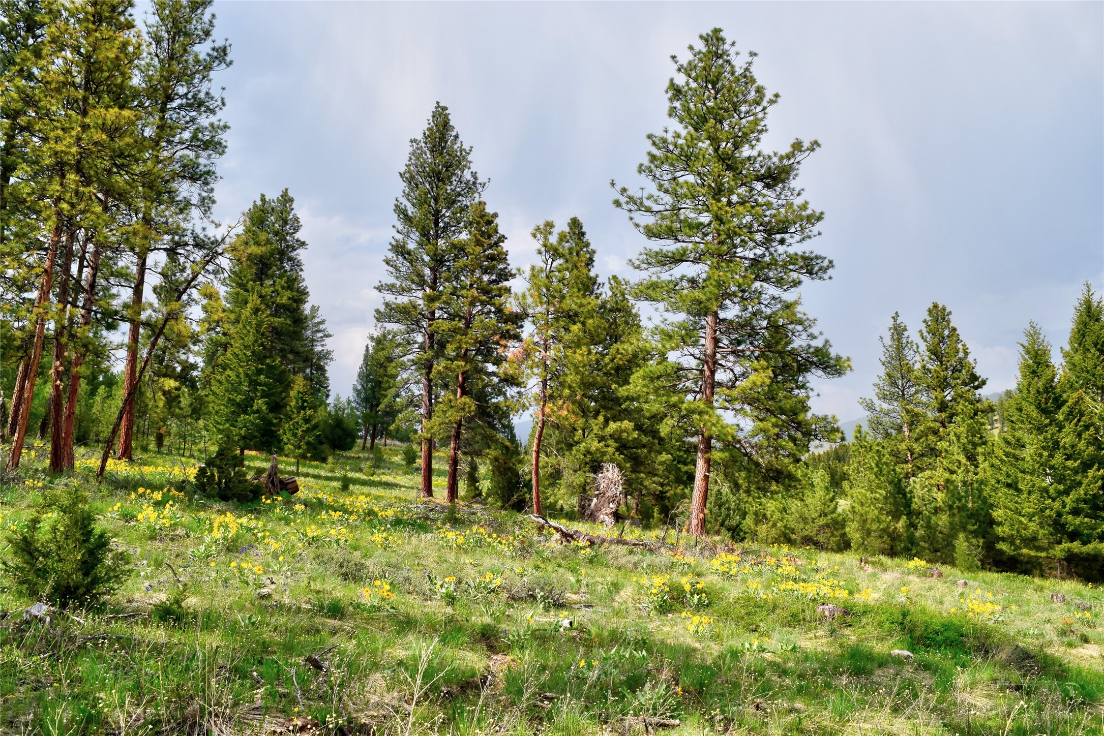 151 Bear Tracks Road