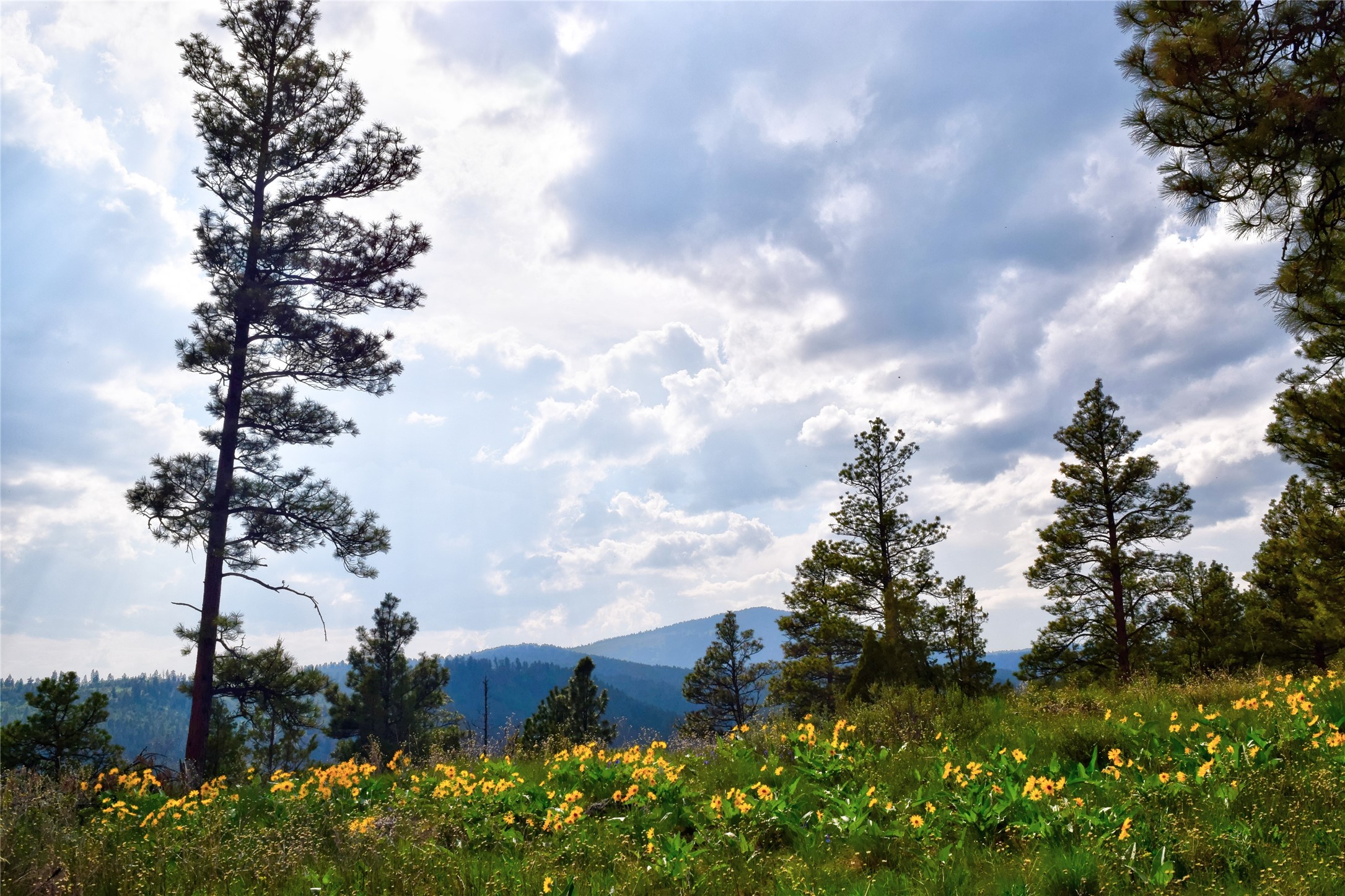 151 Bear Tracks Road