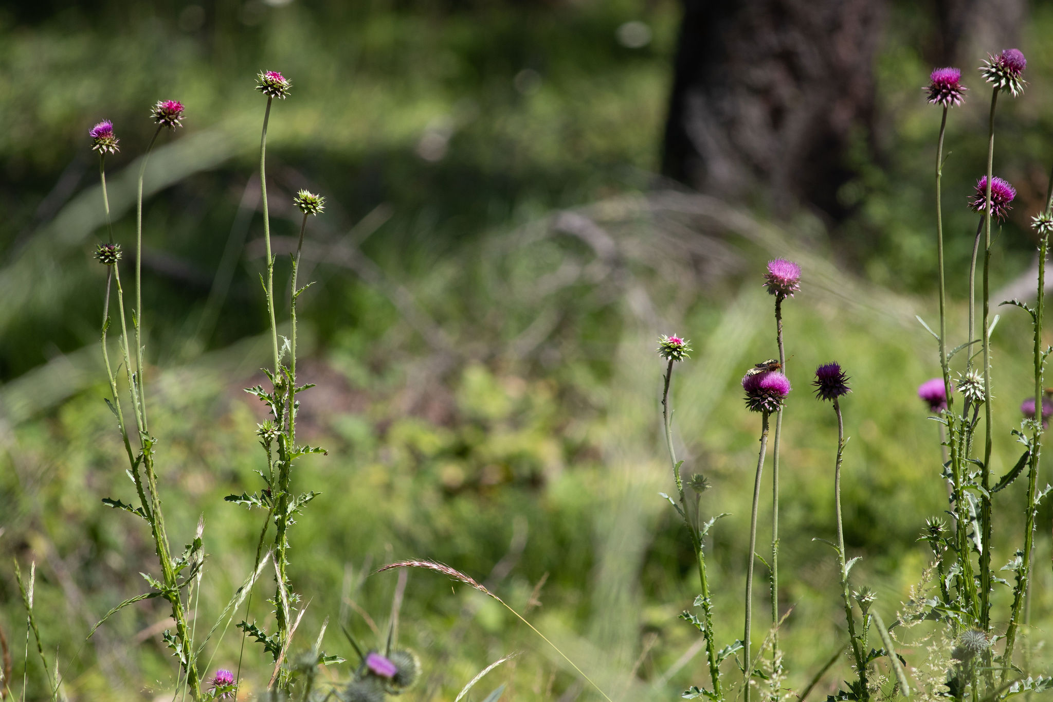 316 Sandalwood Lane Lot 3