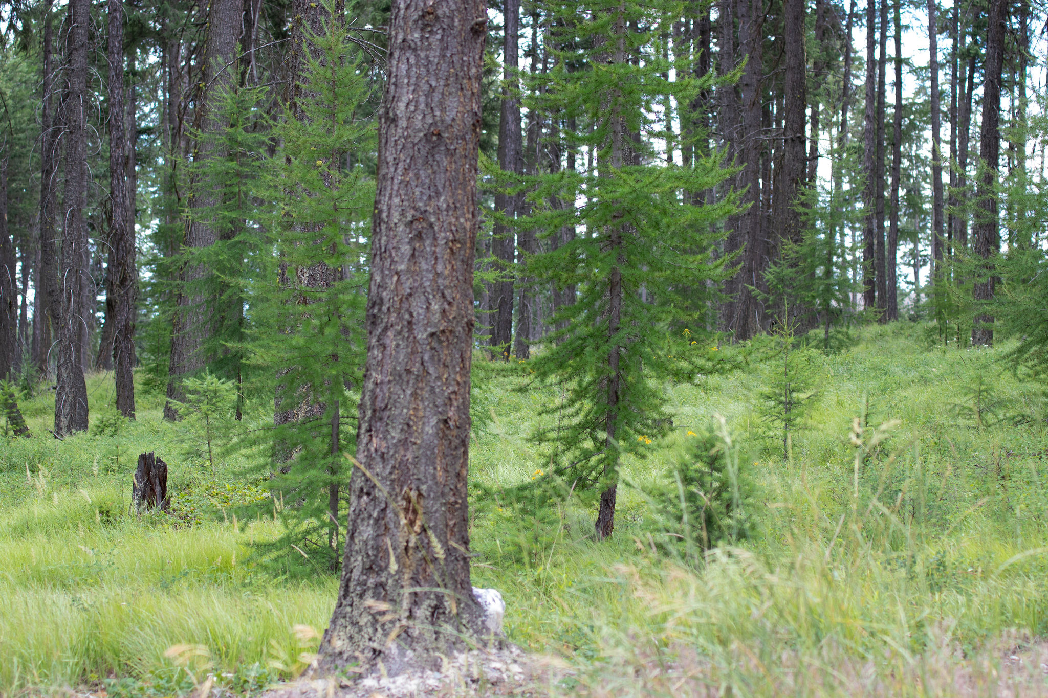 149 Rosewood Lane Lot 8