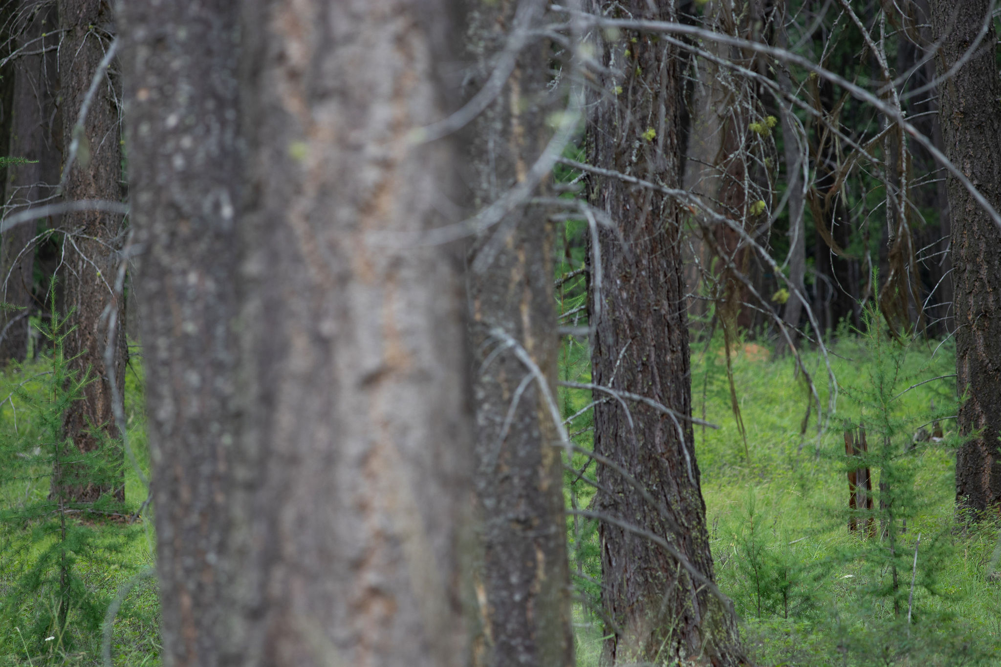 149 Rosewood Lane Lot 8