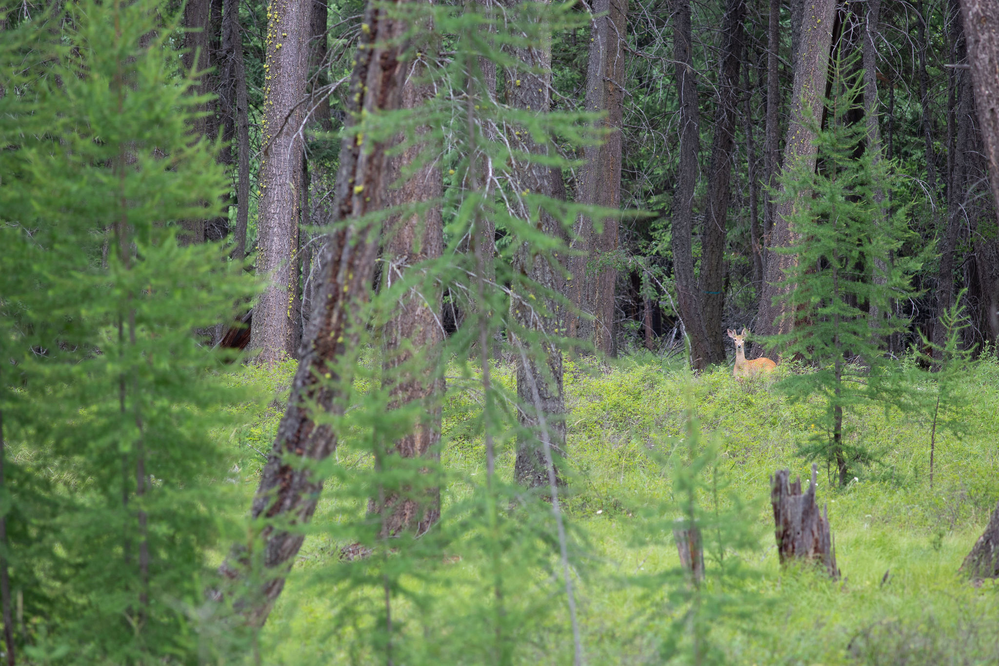 Address To Be Determined The Woodlands Lot 4